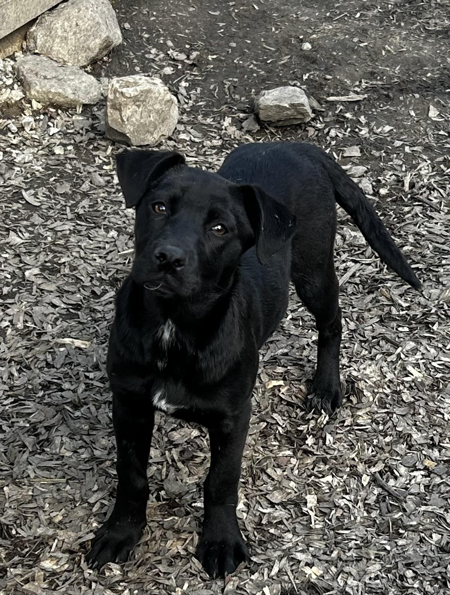 Emmy, a Adoptable mixed breed in Brownstown, IN image 2/5