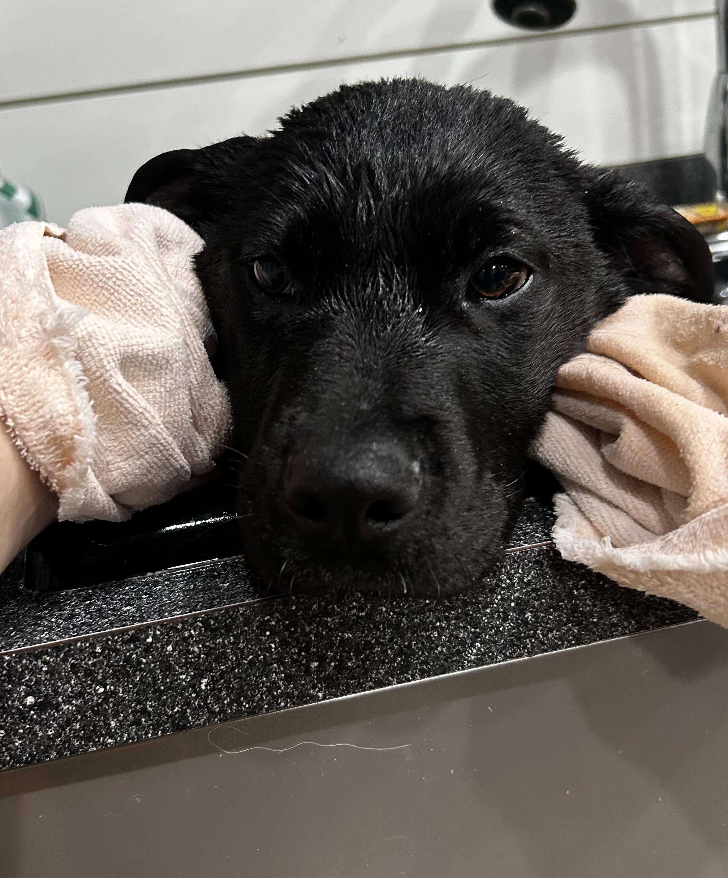 Emmy, a Adoptable mixed breed in Brownstown, IN image 4/5