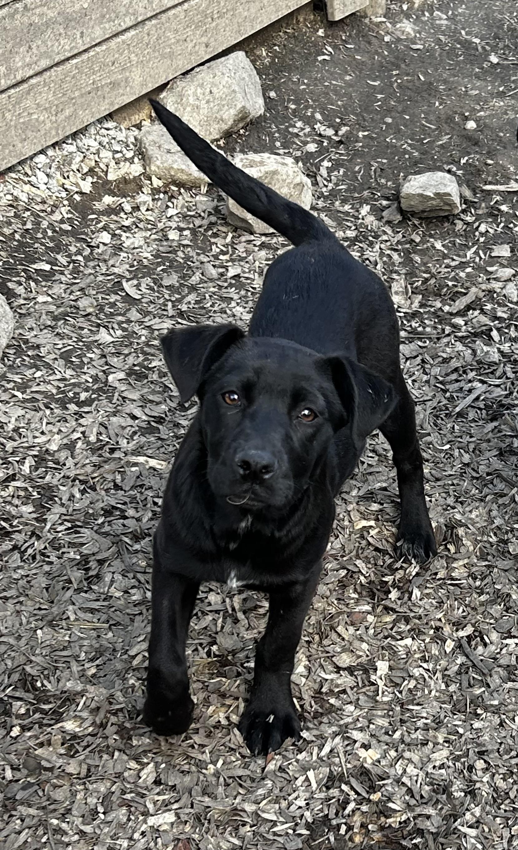 Emmy, a Adoptable mixed breed in Brownstown, IN image 3/5