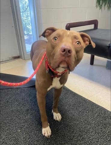 Pascel, Adoptable, Adult Male Pit Bull Terrier.