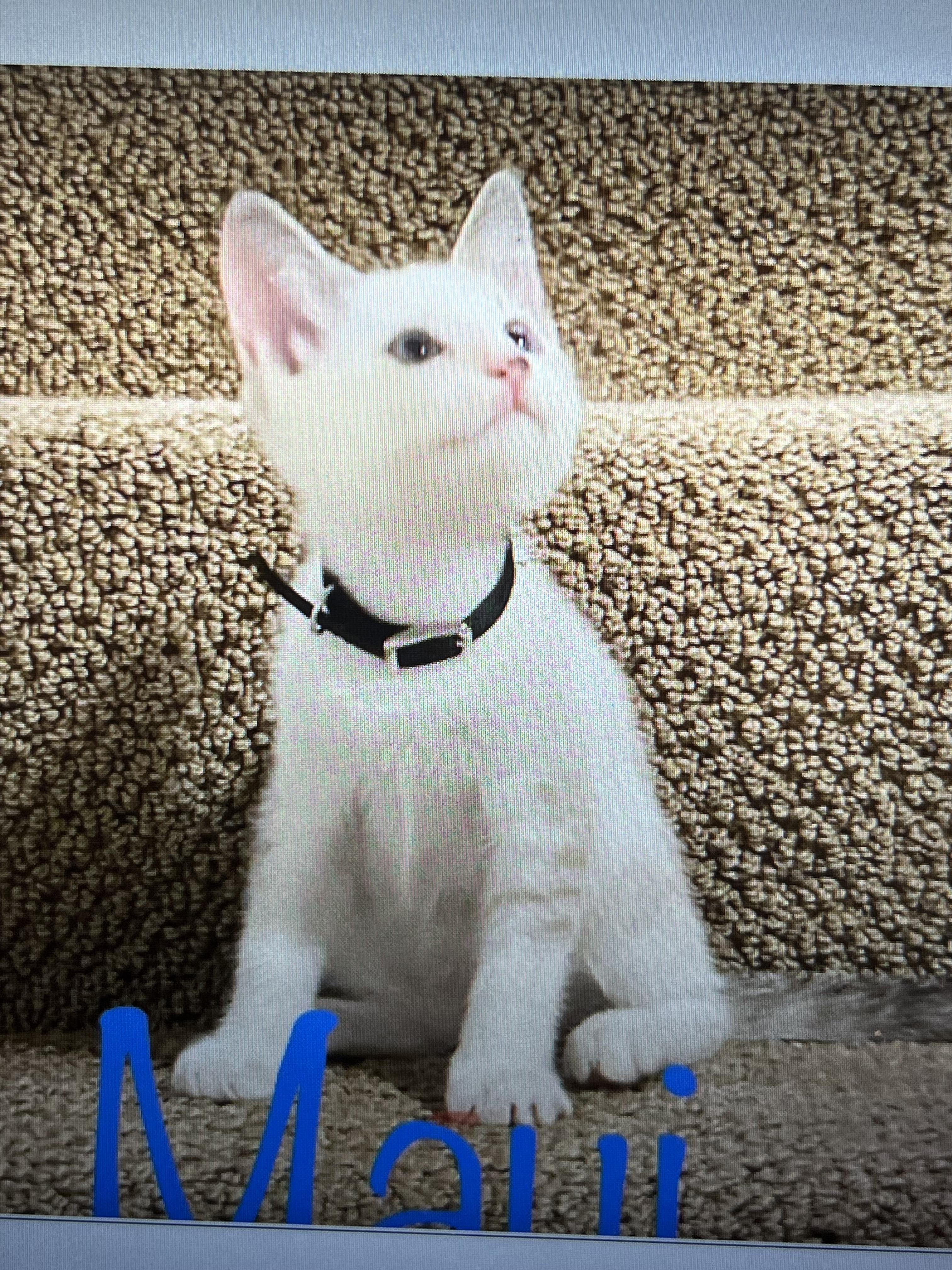 Maui, a Adoptable Siamese in Fern Park, FL image 3/4