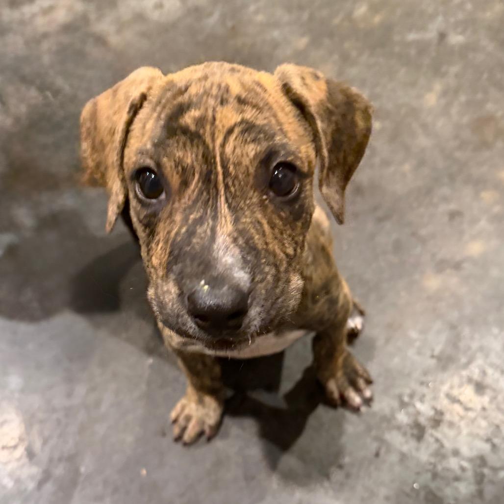 Marble, Adoptable, Puppy Male American Bully & Plott Hound.