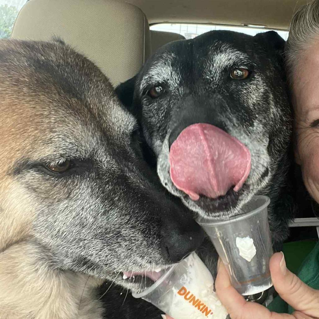 Louise, Adoptable, Senior Female Mixed Breed.