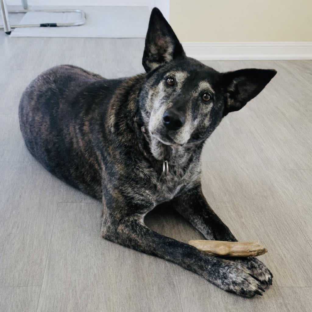 Enlarge Louise, a Adoptable Mixed Breed in Olathe, KS image 2/6