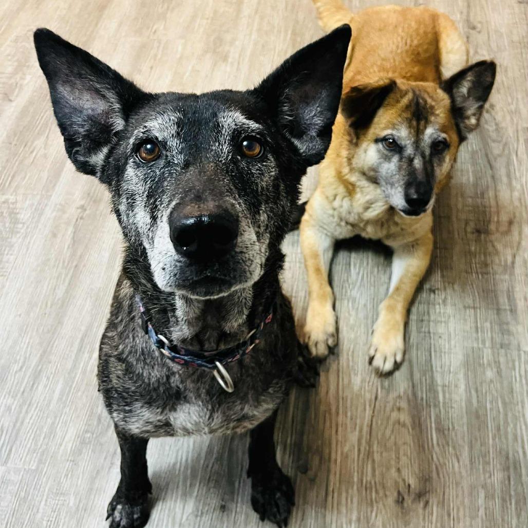 Louise, a Adoptable Mixed Breed in Olathe, KS image 2/5