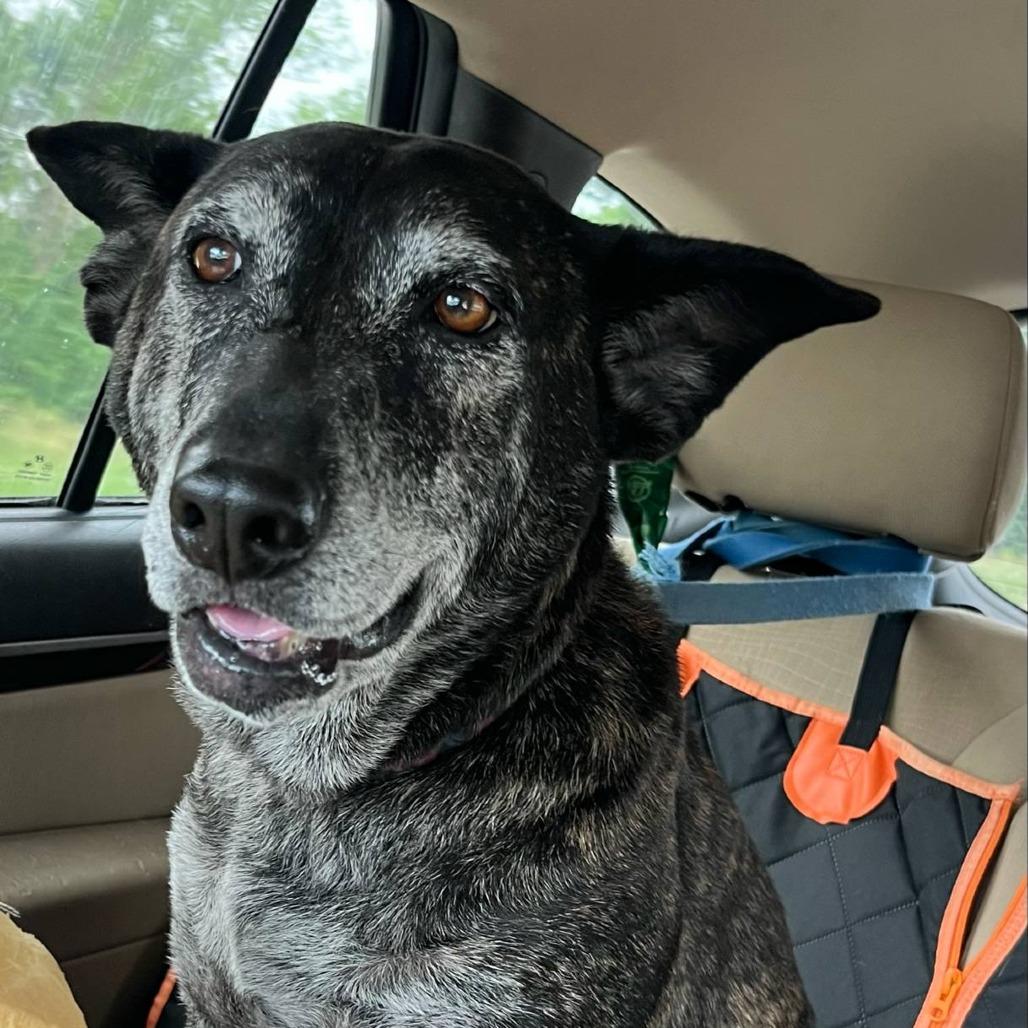 Louise, a Adoptable Mixed Breed in Olathe, KS image 3/5