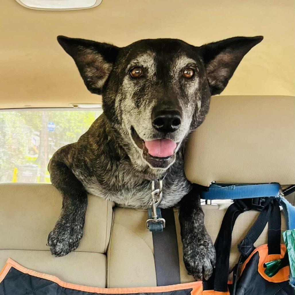 Louise, a Adoptable Mixed Breed in Olathe, KS image 4/5