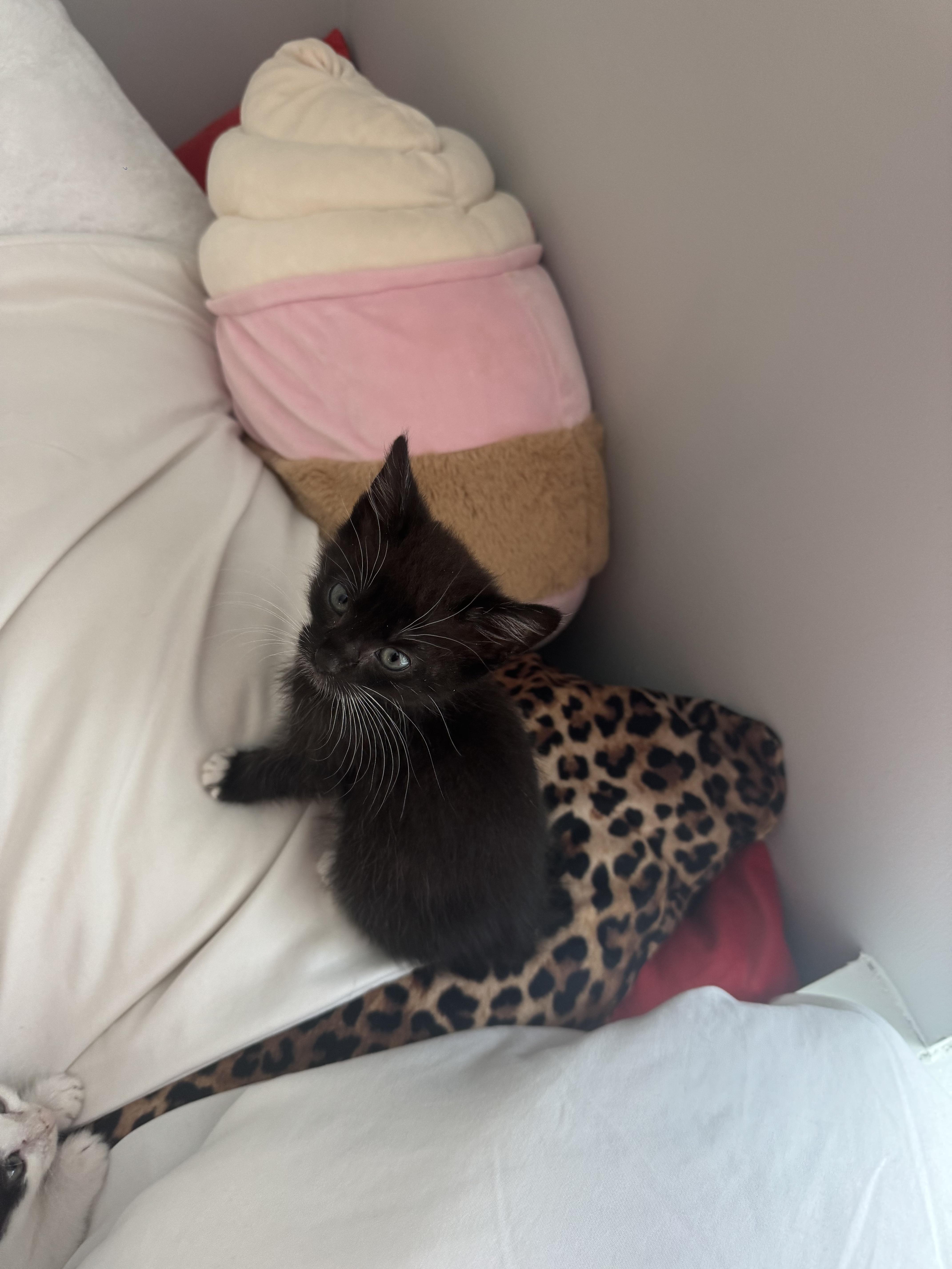 Thumbtack thumbnail 4