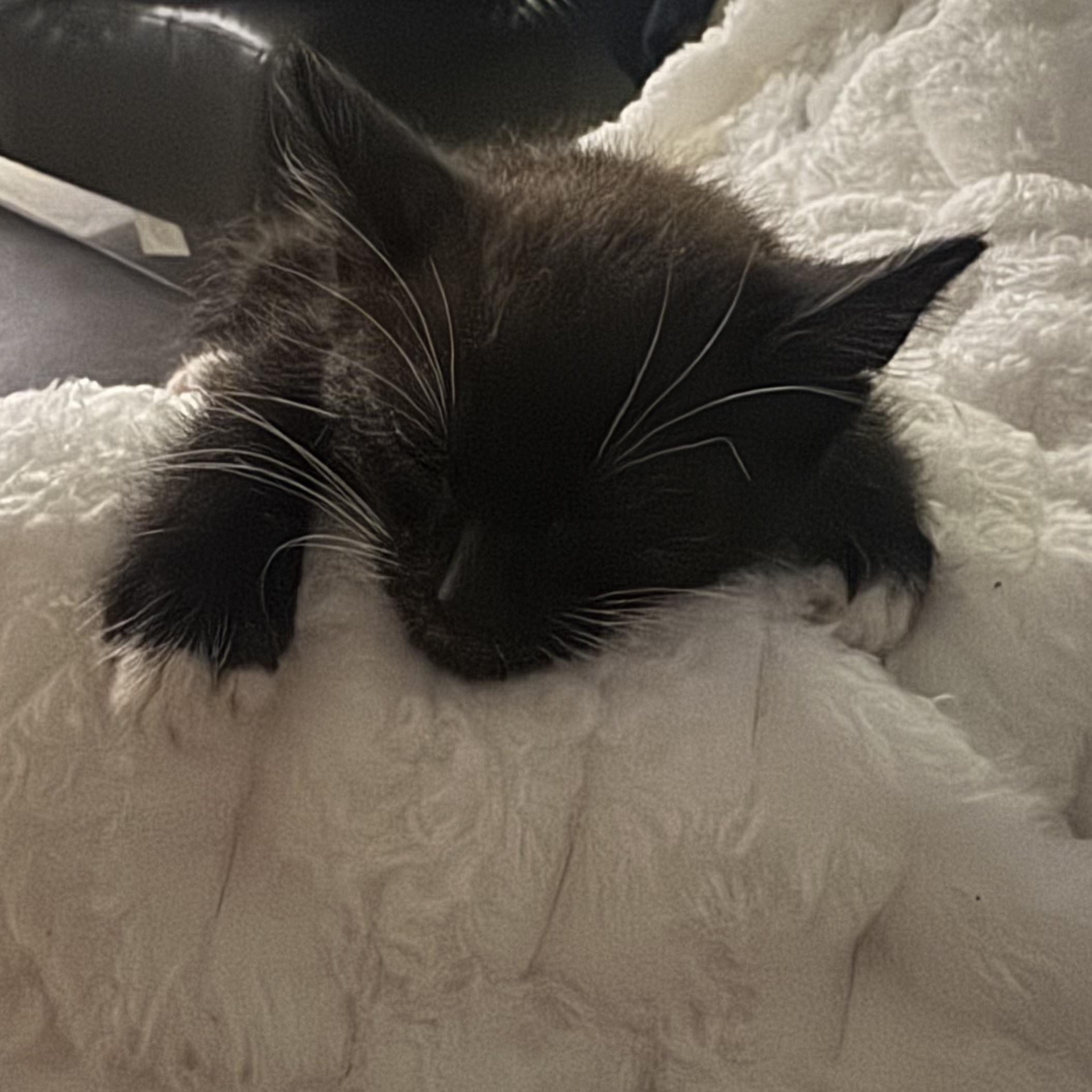 Thumbtack thumbnail 3