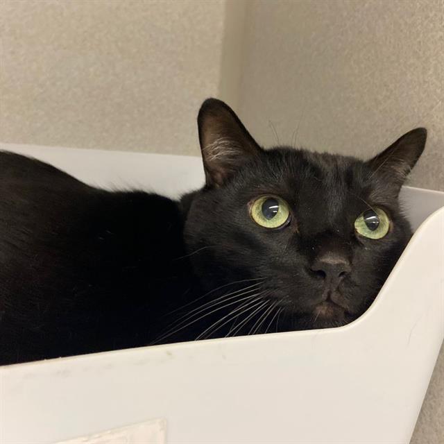 MARLO, Adoptable, Adult Male Domestic Short Hair.