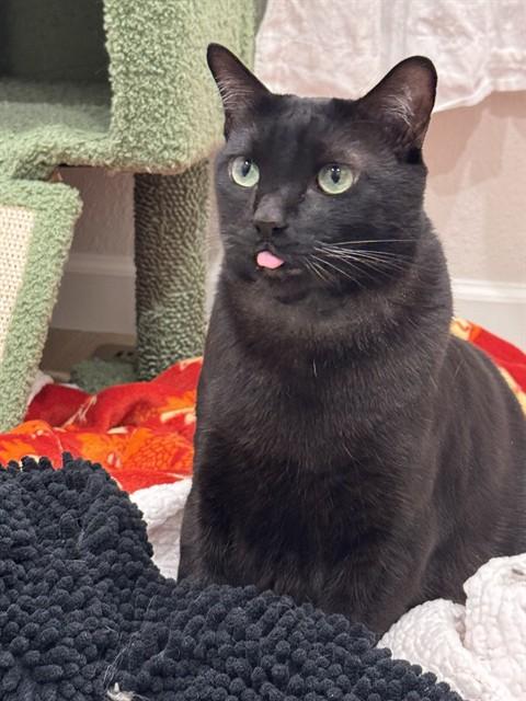 MILO, Adoptable, Adult Male Domestic Short Hair.