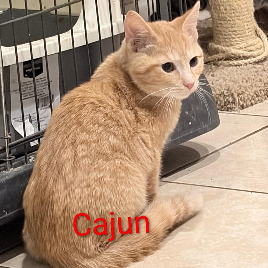 Enlarge Cajun, a Adoptable Domestic Short Hair in Elwood, IN image 1/1