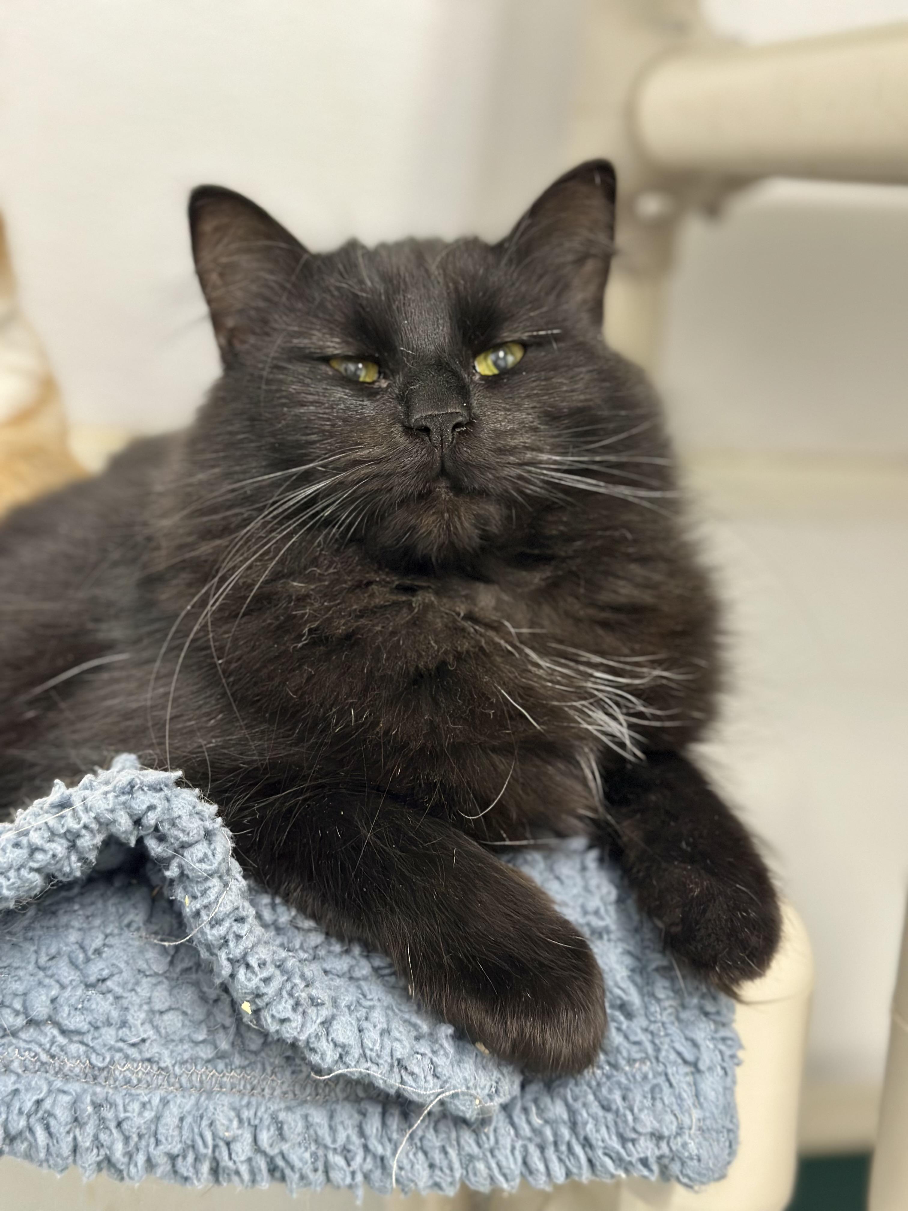 Enlarge Miss Tuffsy, a ADOPTABLE Domestic Long Hair in Faribault, MN image 2/4