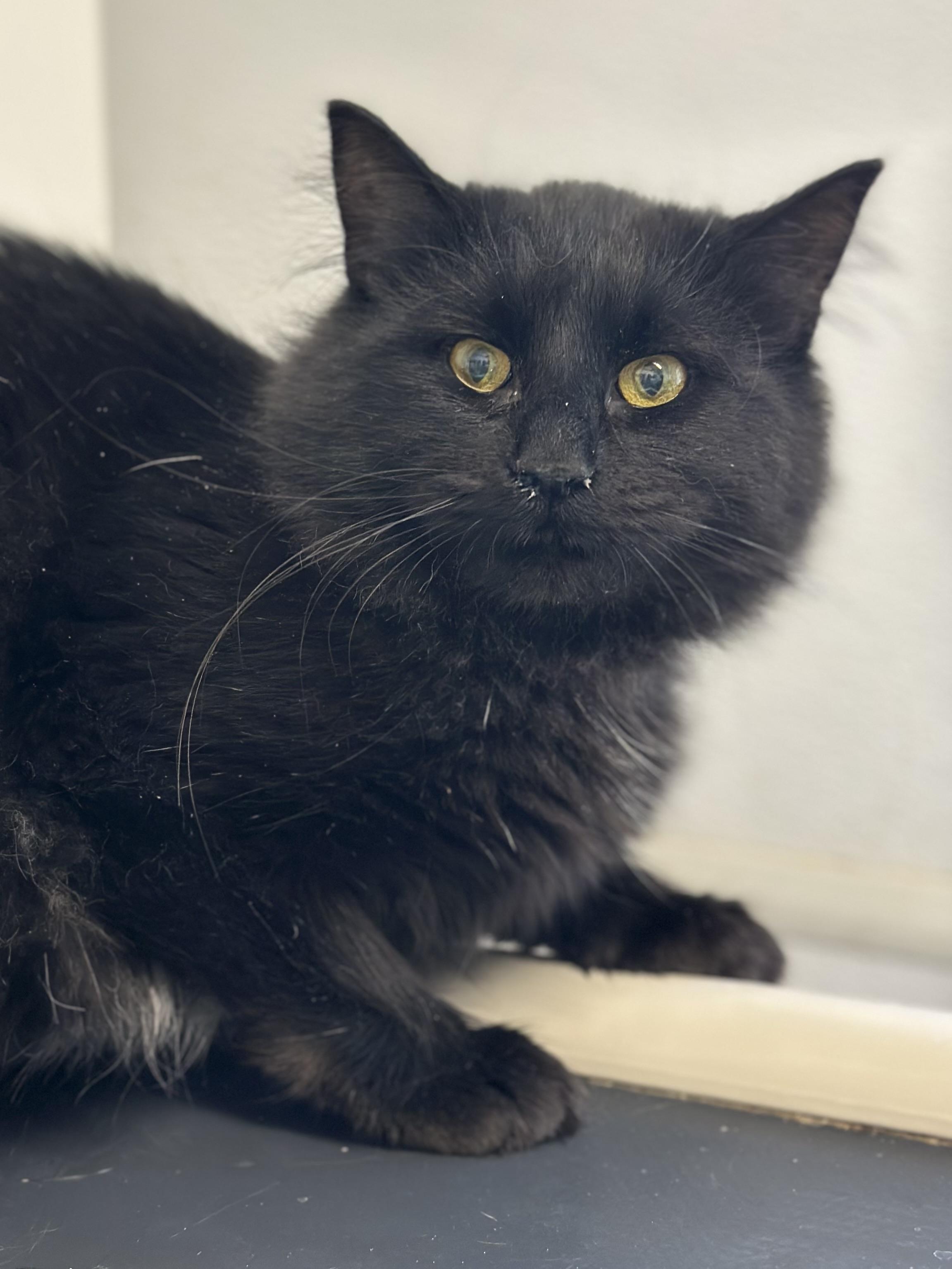 Enlarge Miss Tuffsy, a ADOPTABLE Domestic Long Hair in Faribault, MN image 4/4