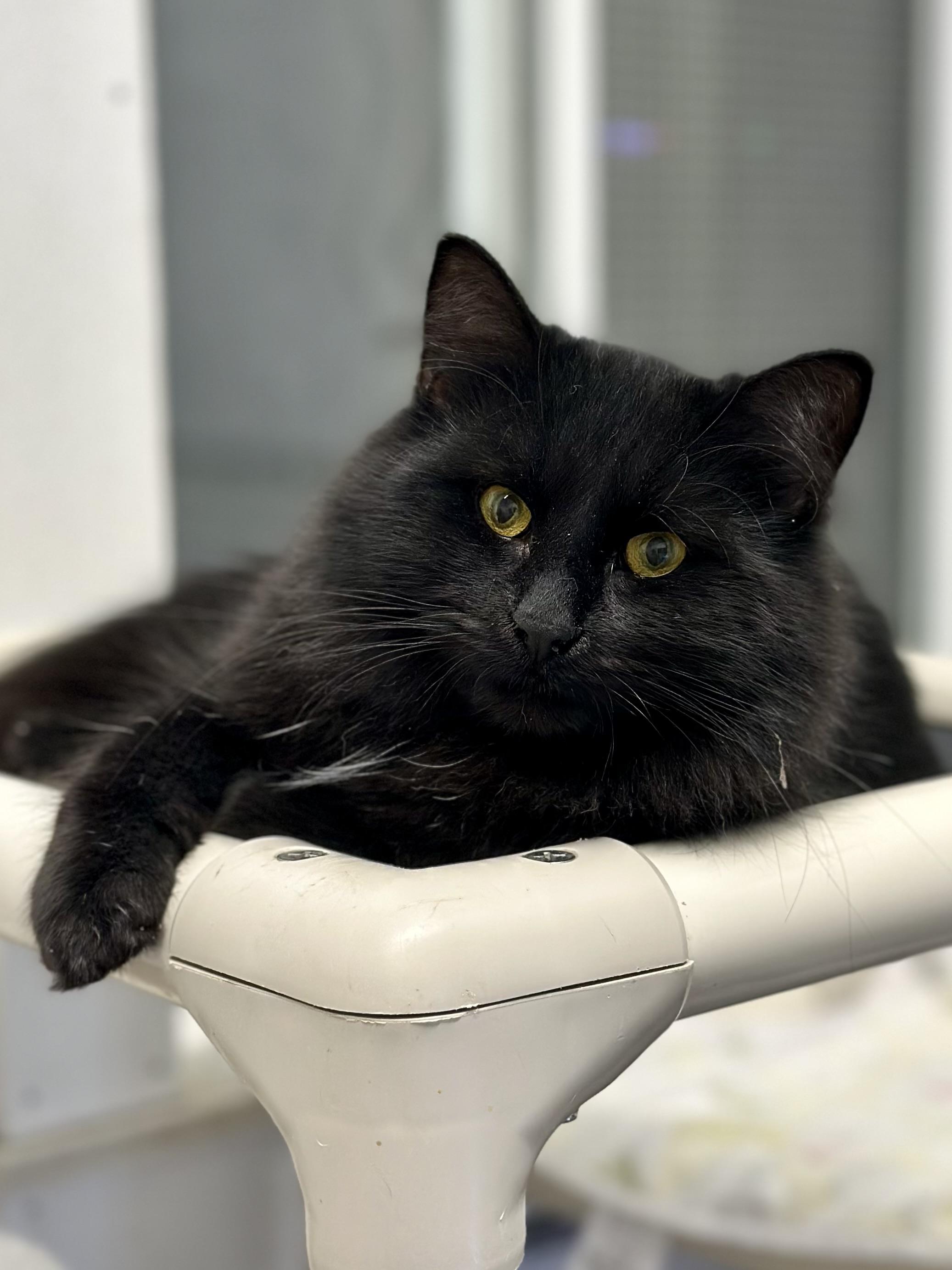 Enlarge Miss Tuffsy, a ADOPTABLE Domestic Long Hair in Faribault, MN image 1/4