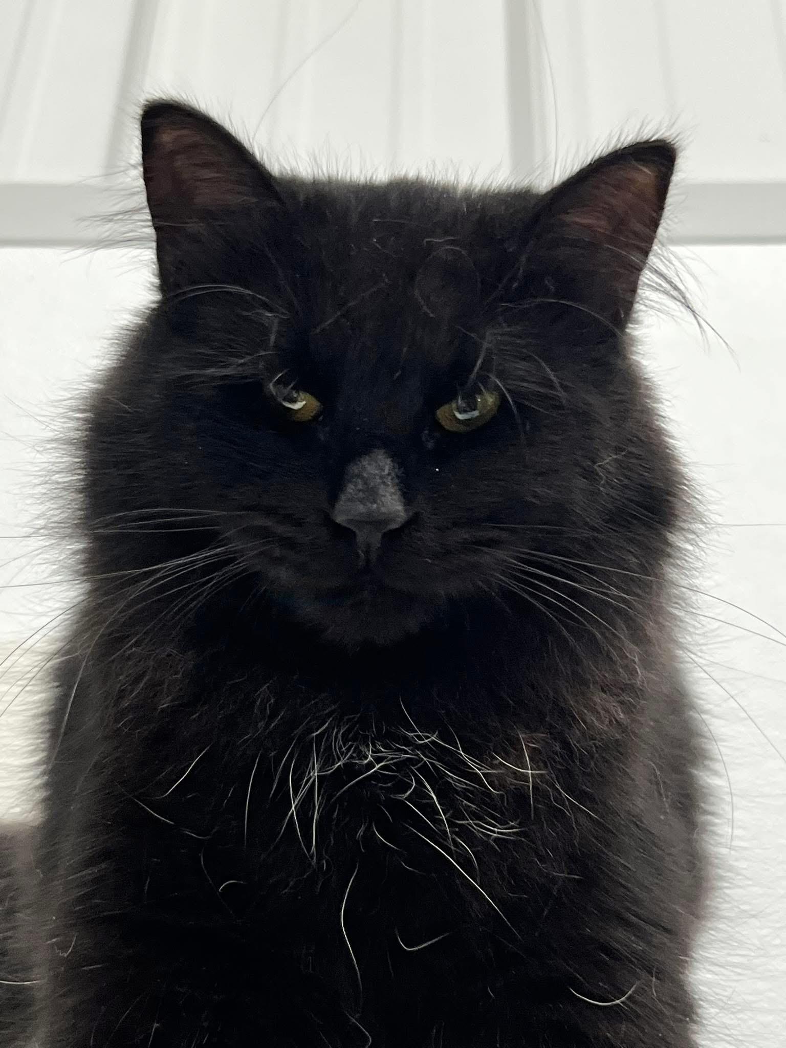 Enlarge Miss Tuffsy, a ADOPTABLE Domestic Long Hair in Faribault, MN image 3/4