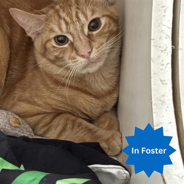 LARRY, Adoptable, Young Male Domestic Short Hair.