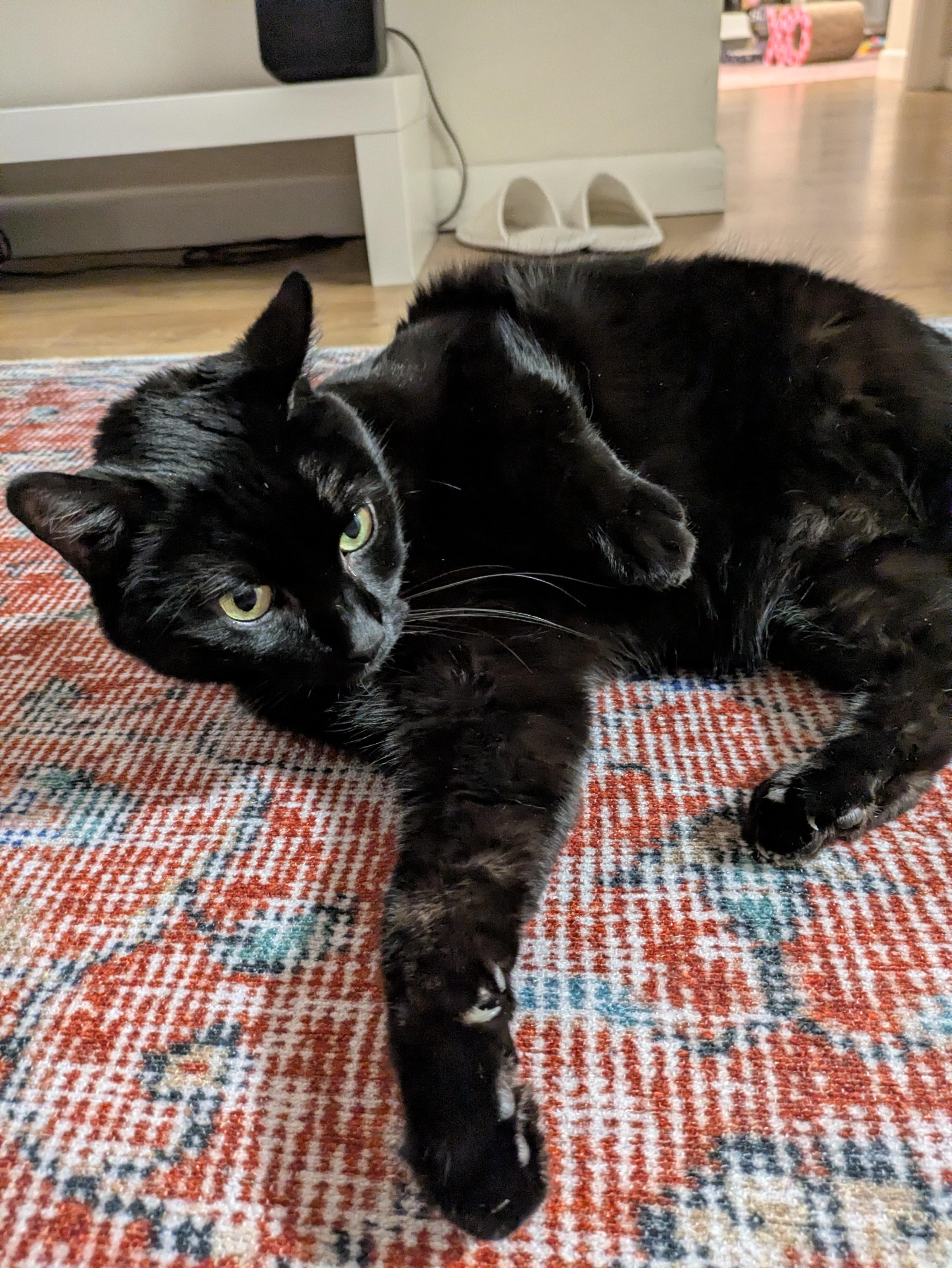 Salem, an adopted Domestic Short Hair in Arlington, MA image 2/2