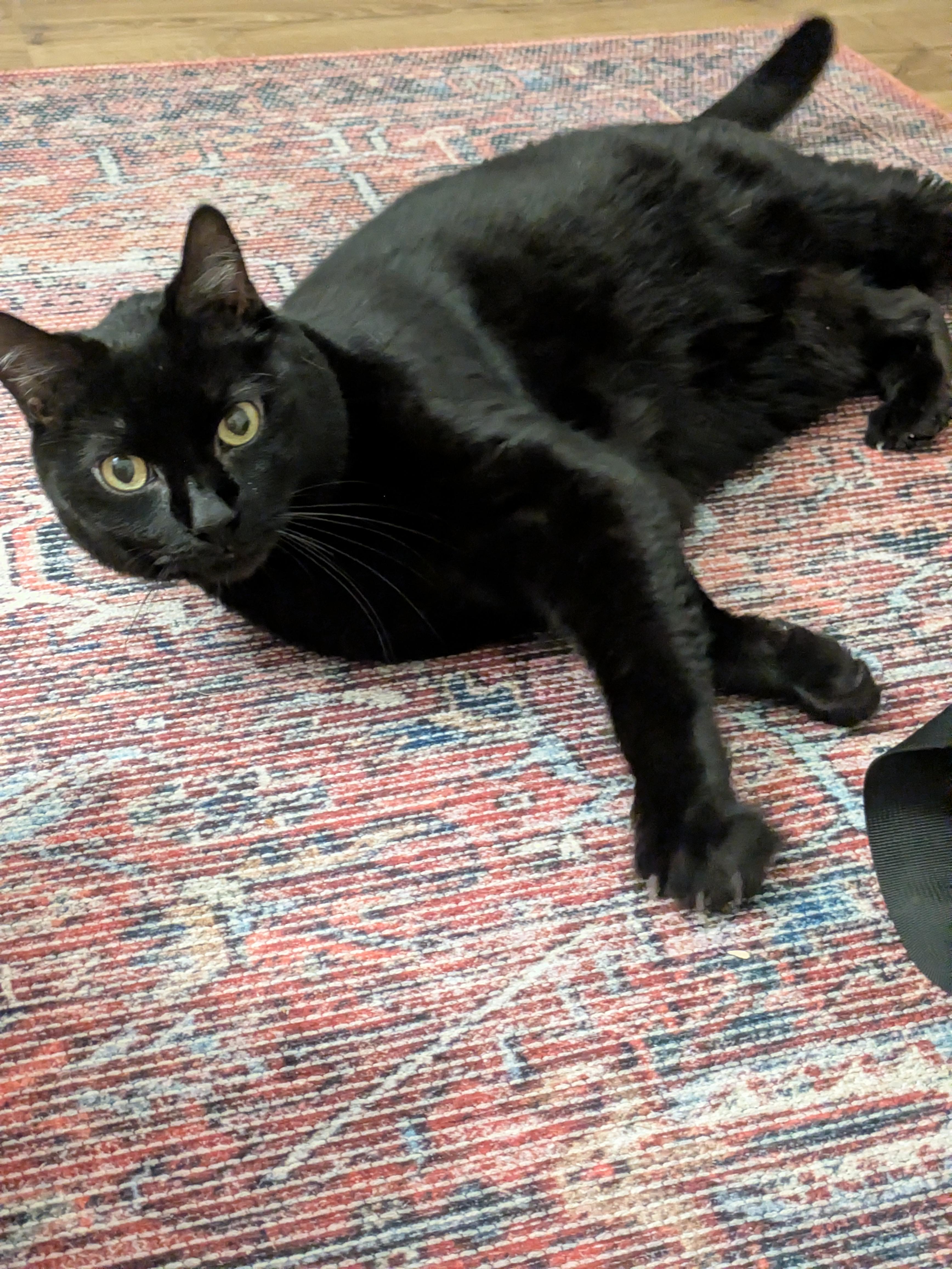 Salem, an adopted Domestic Short Hair in Arlington, MA image 1/2