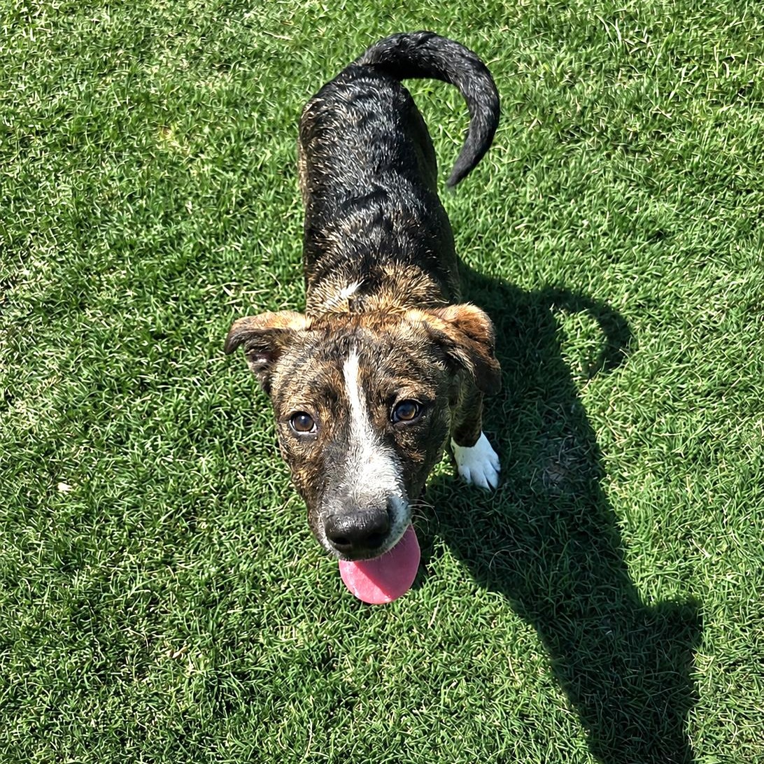 Enlarge Tony, a Adoptable mixed breed in Madison, WI image 2/6