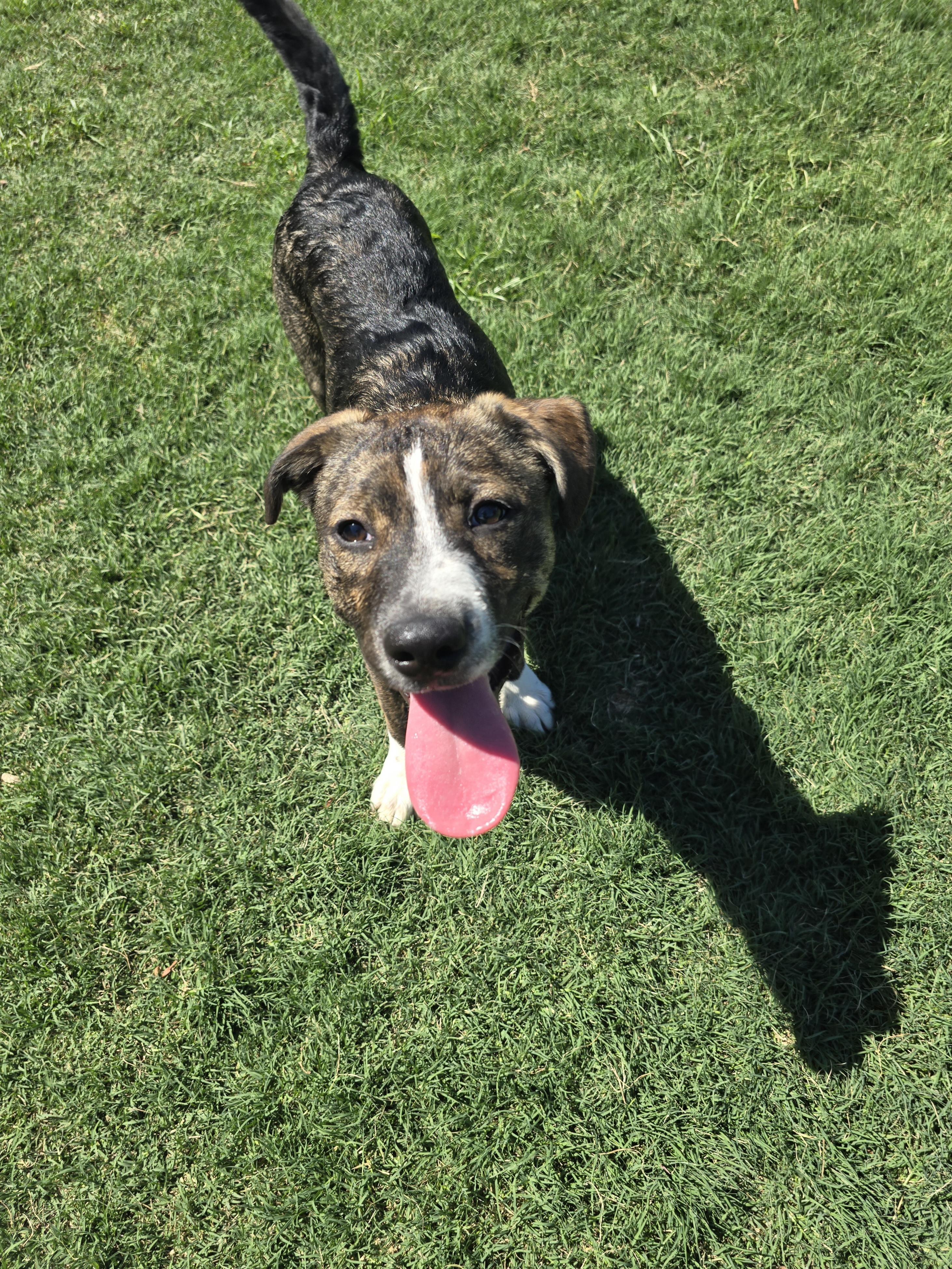 Enlarge Tony, a Adoptable mixed breed in Madison, WI image 5/6
