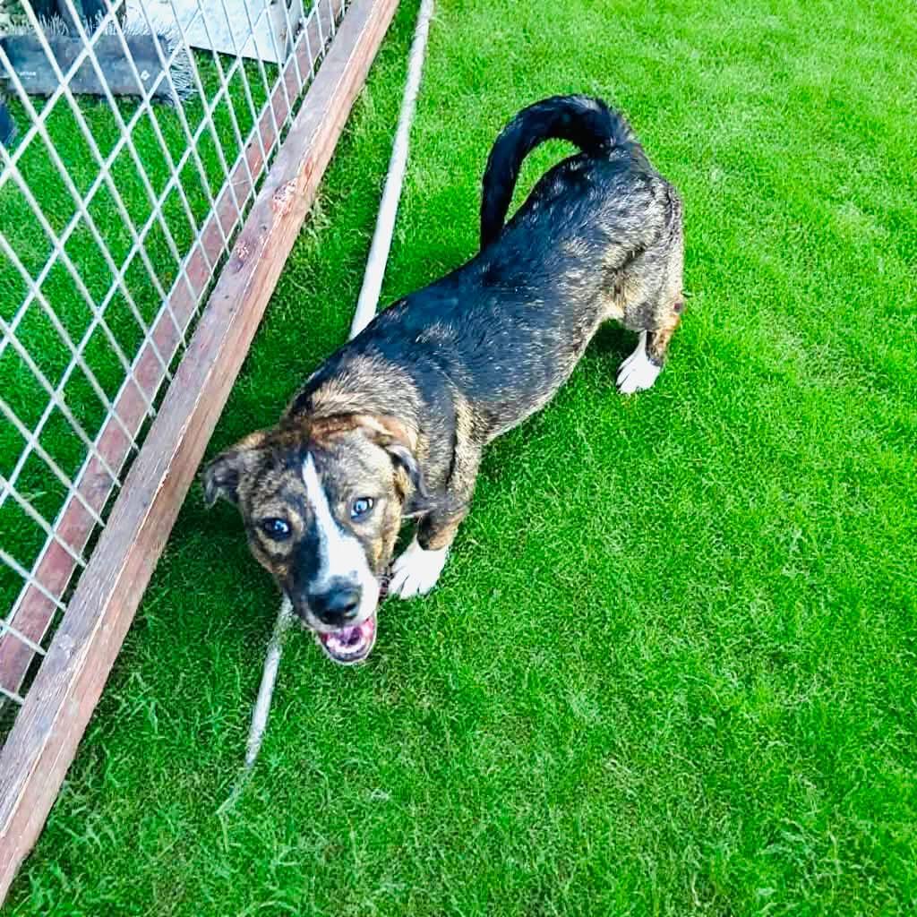 Enlarge Tony, a Adoptable mixed breed in Madison, WI image 1/6