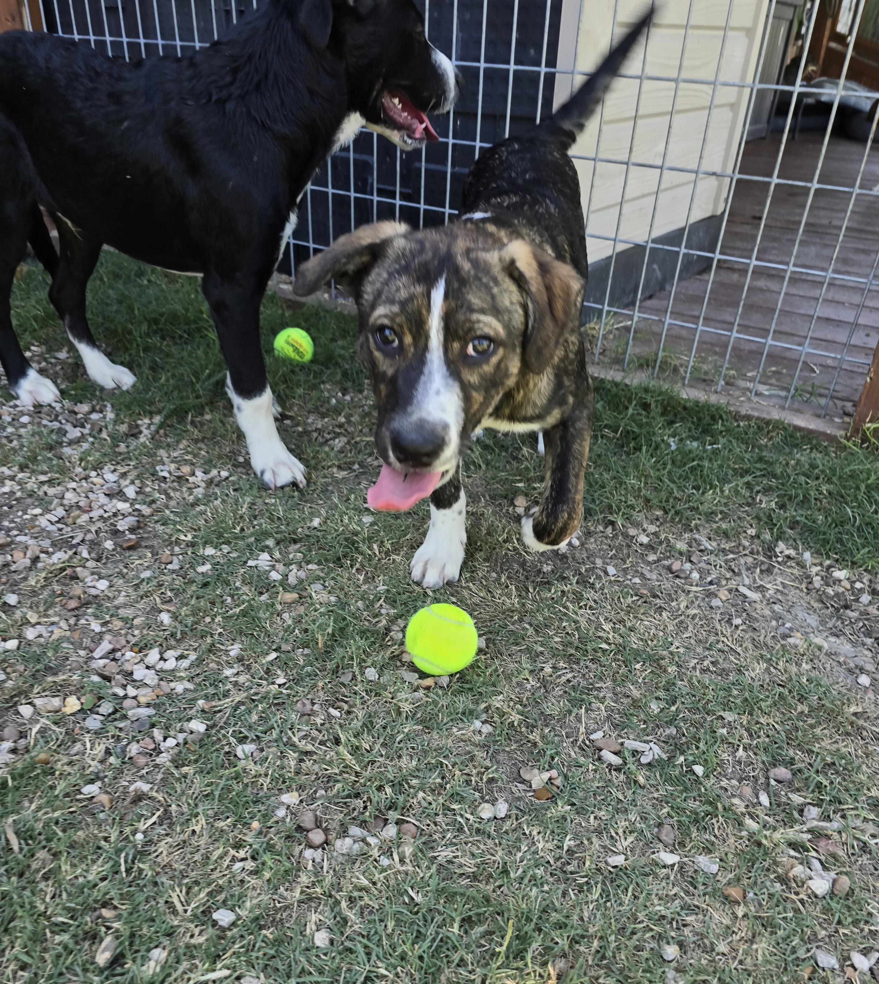 Enlarge Tony, a Adoptable mixed breed in Madison, WI image 6/6