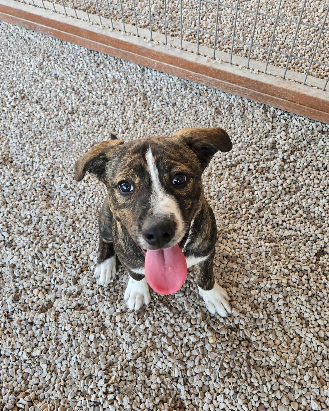 Enlarge Tony, a Adoptable mixed breed in Madison, WI image 4/6