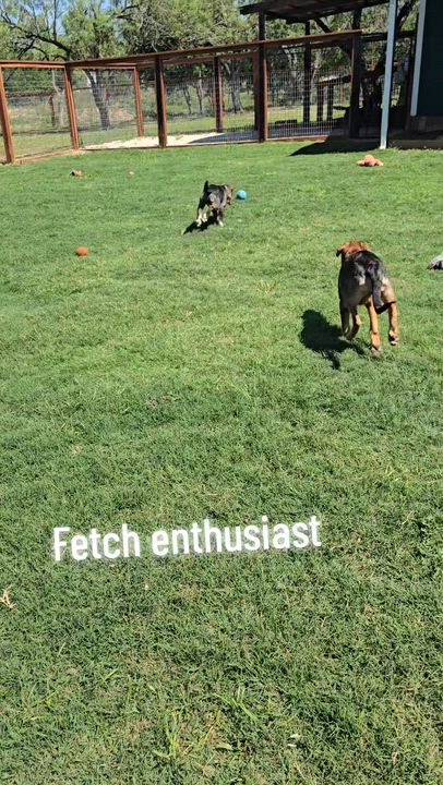 Enlarge Tony, a Adoptable mixed breed in Madison, WI video 3/6