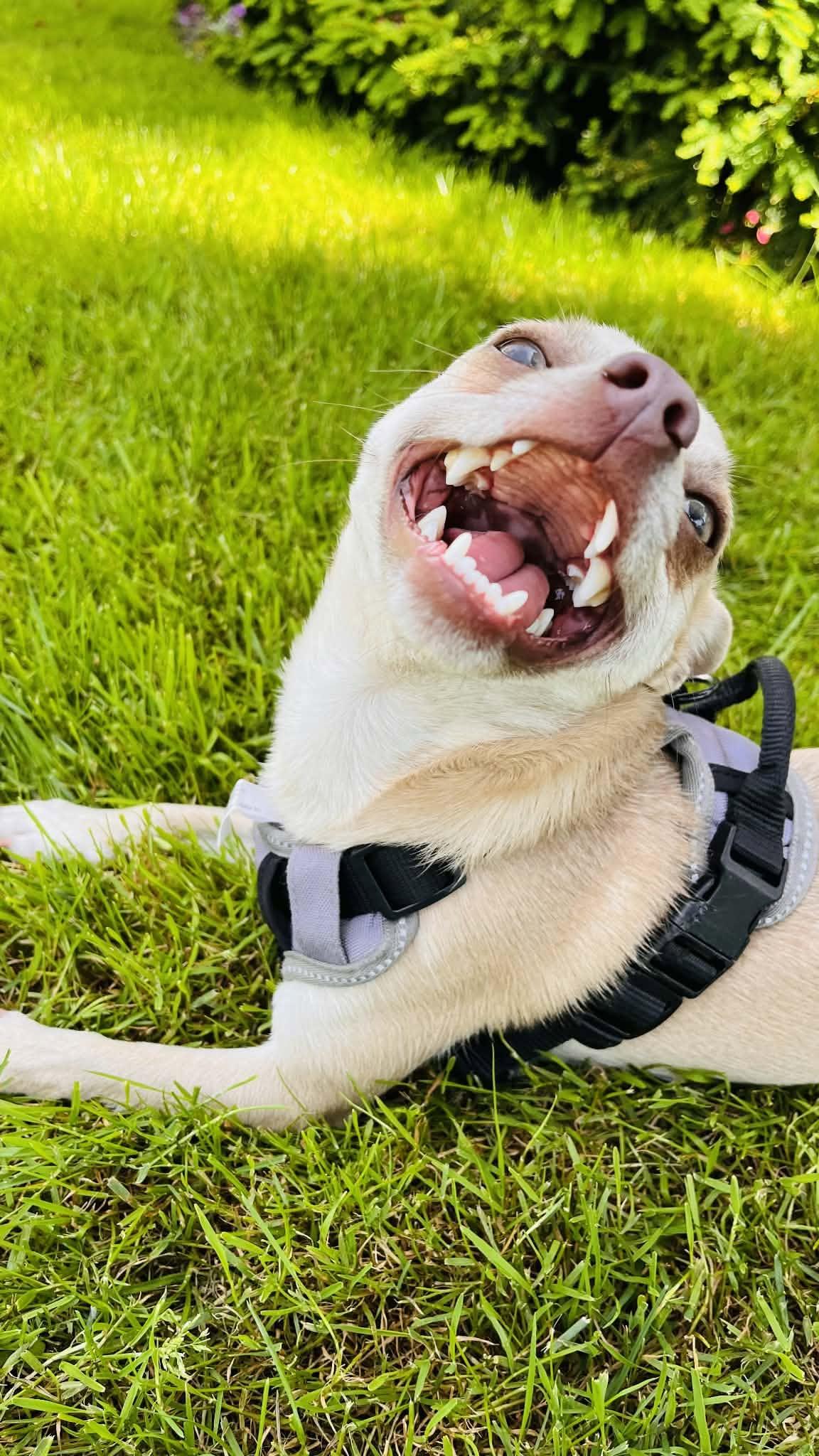 Enlarge Gunner, a Adoptable mixed breed in Abbotsford, BC image 2/2