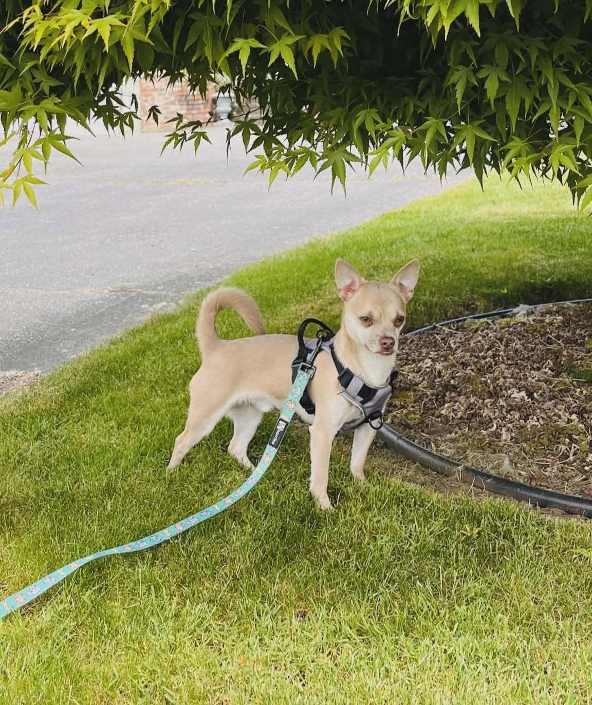 Enlarge Gunner, a Adoptable mixed breed in Abbotsford, BC image 1/2