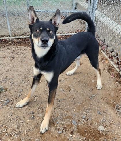 Duke, Adoptable, Adult Male Australian Kelpie.
