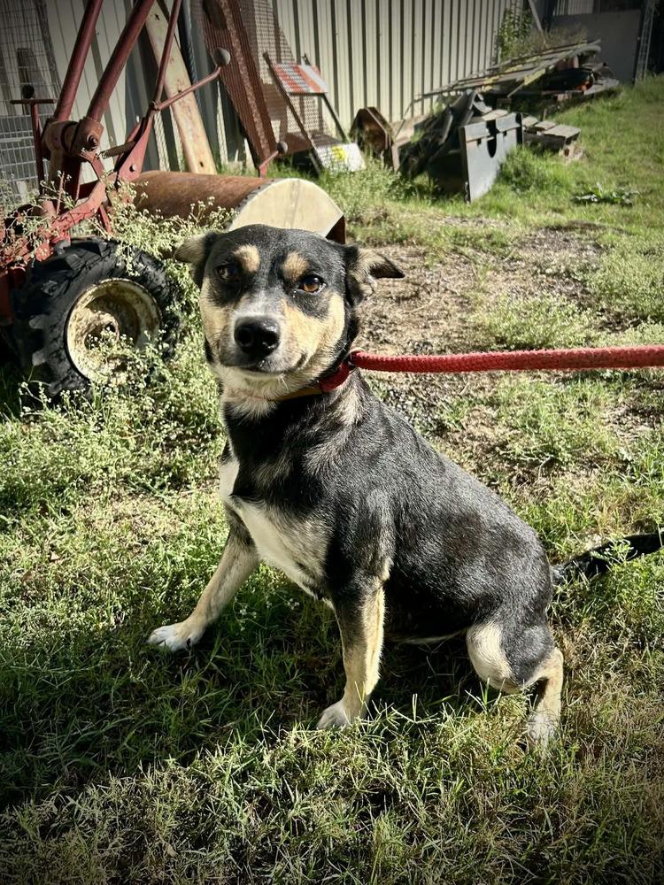 25-107 Alessia, Adoptable, Adult Female Australian Cattle Dog / Blue Heeler & Schnauzer.