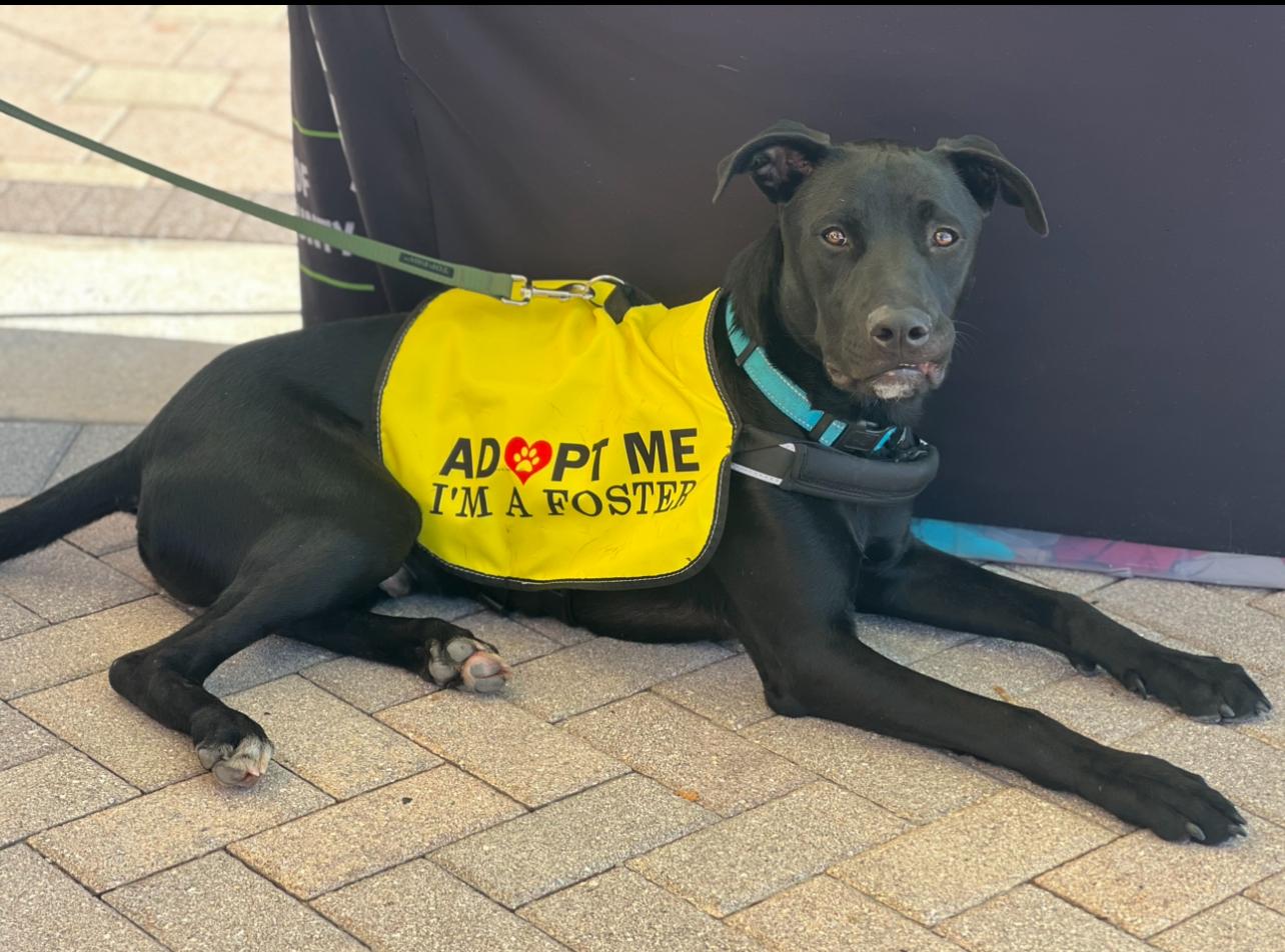 Enlarge Jax, a Adopted mixed breed in Palm Coast, FL image 1/3