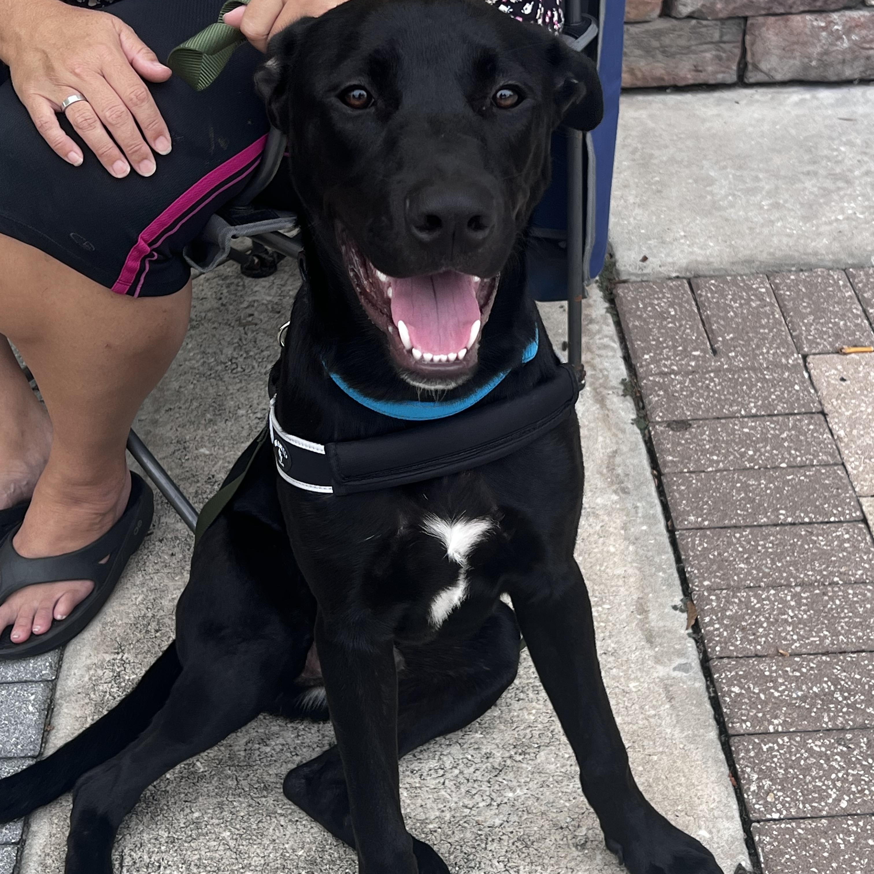 Enlarge Jax, a Adopted mixed breed in Palm Coast, FL image 3/3