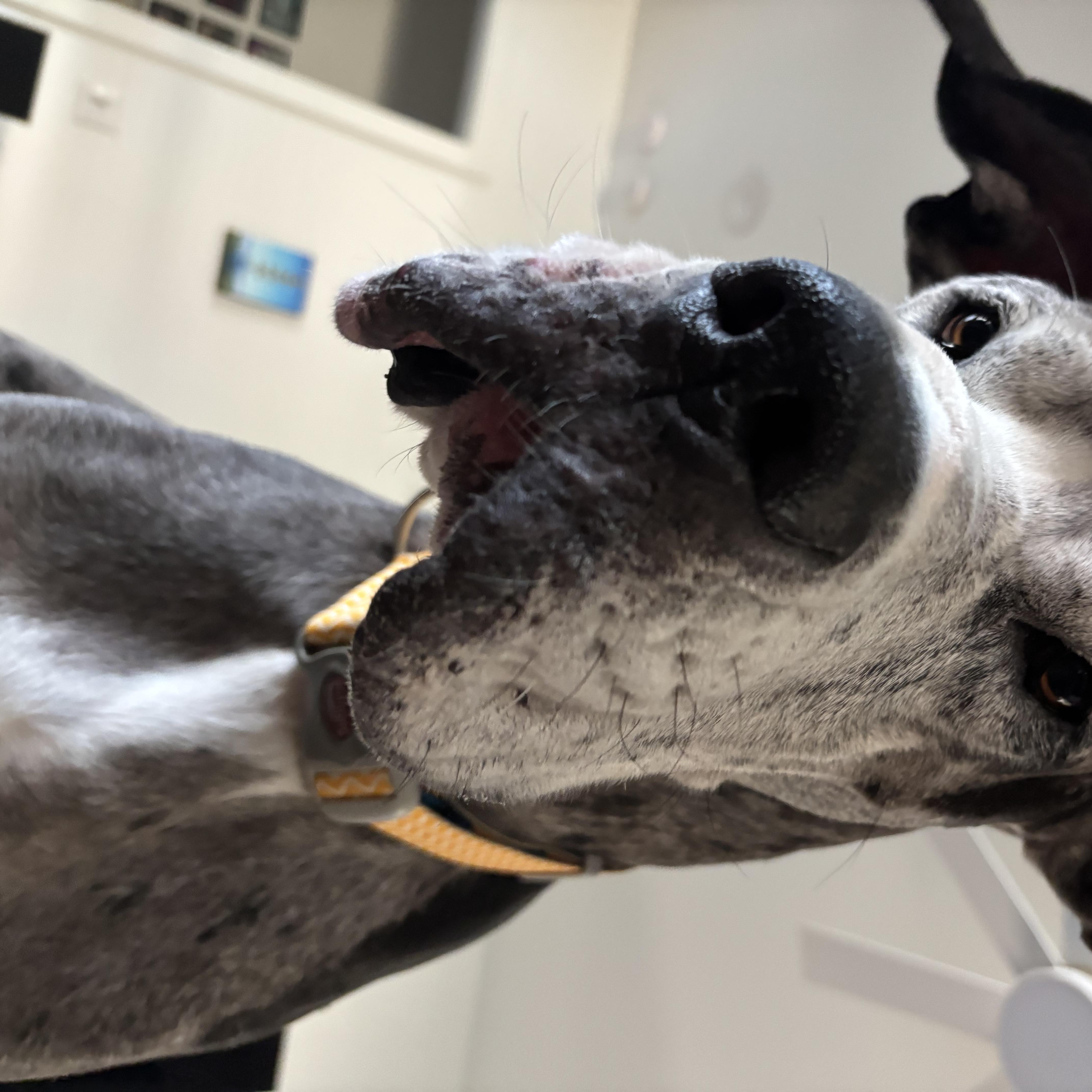 Enlarge Wes Anderson, a ADOPTABLE Great Dane in New Orleans, LA image 4/4