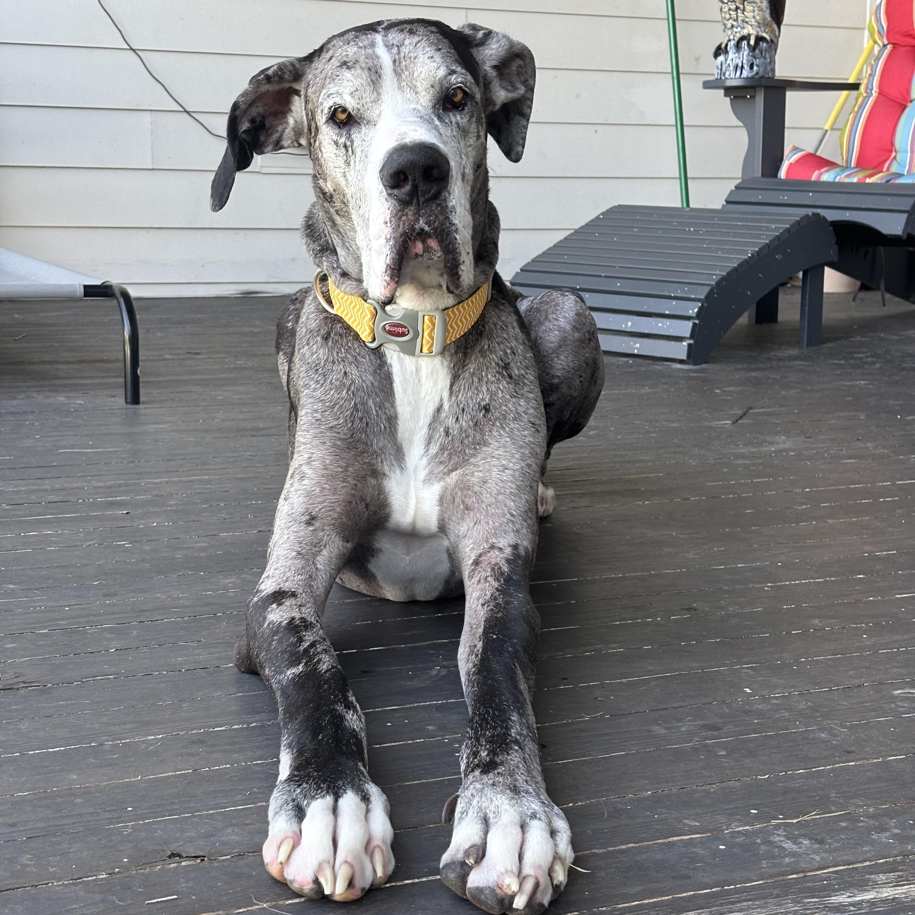 Enlarge Wes Anderson, a ADOPTABLE Great Dane in New Orleans, LA image 2/4