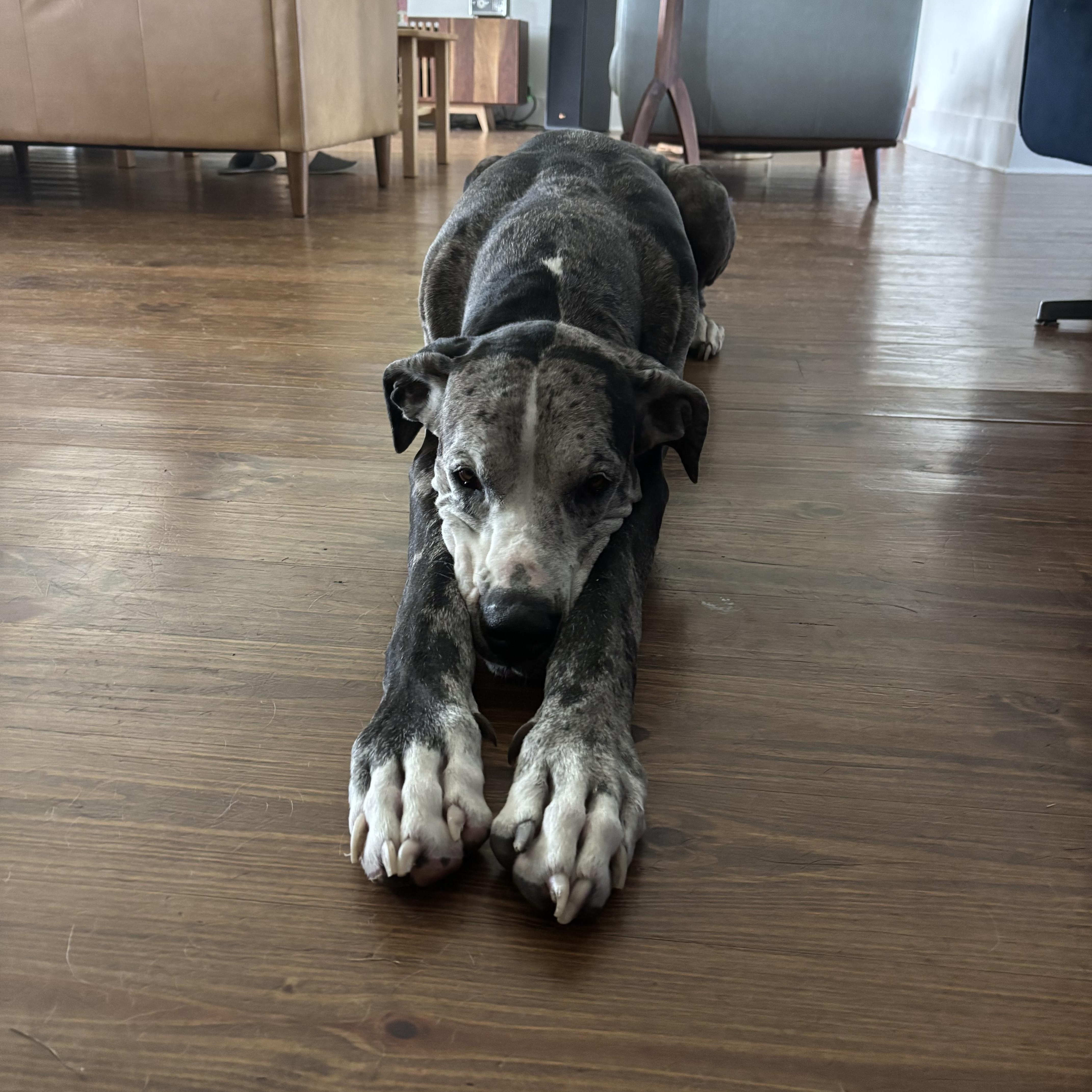 Enlarge Wes Anderson, a ADOPTABLE Great Dane in New Orleans, LA image 3/4