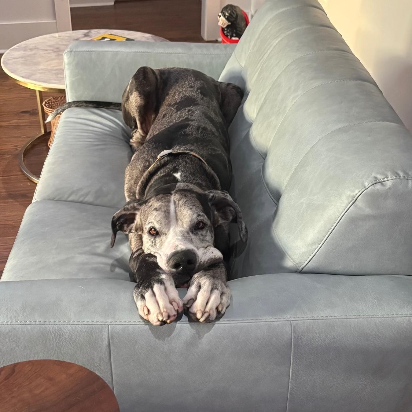 Wes Anderson, ADOPTABLE, Adult Male Great Dane.