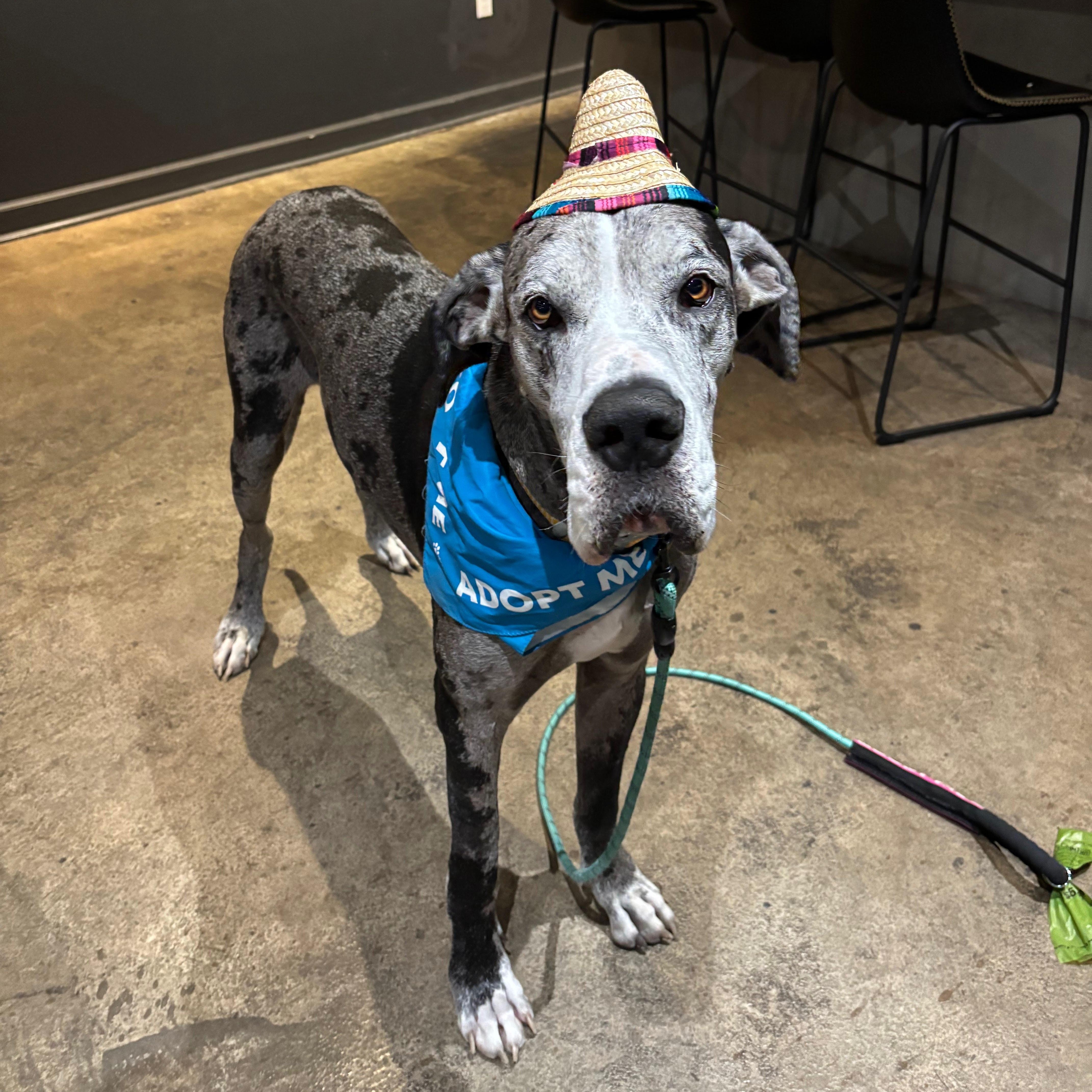 Enlarge Wes Anderson, a Adoptable Great Dane in New Orleans, LA image 5/5