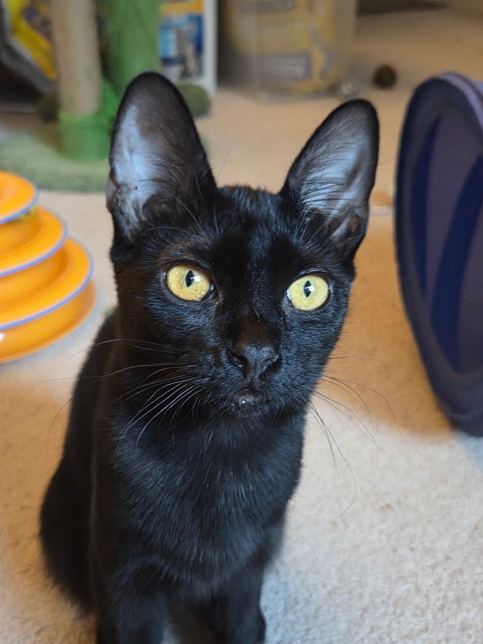 Linguine, Adoptable, Young Female Abyssinian & Domestic Short Hair.