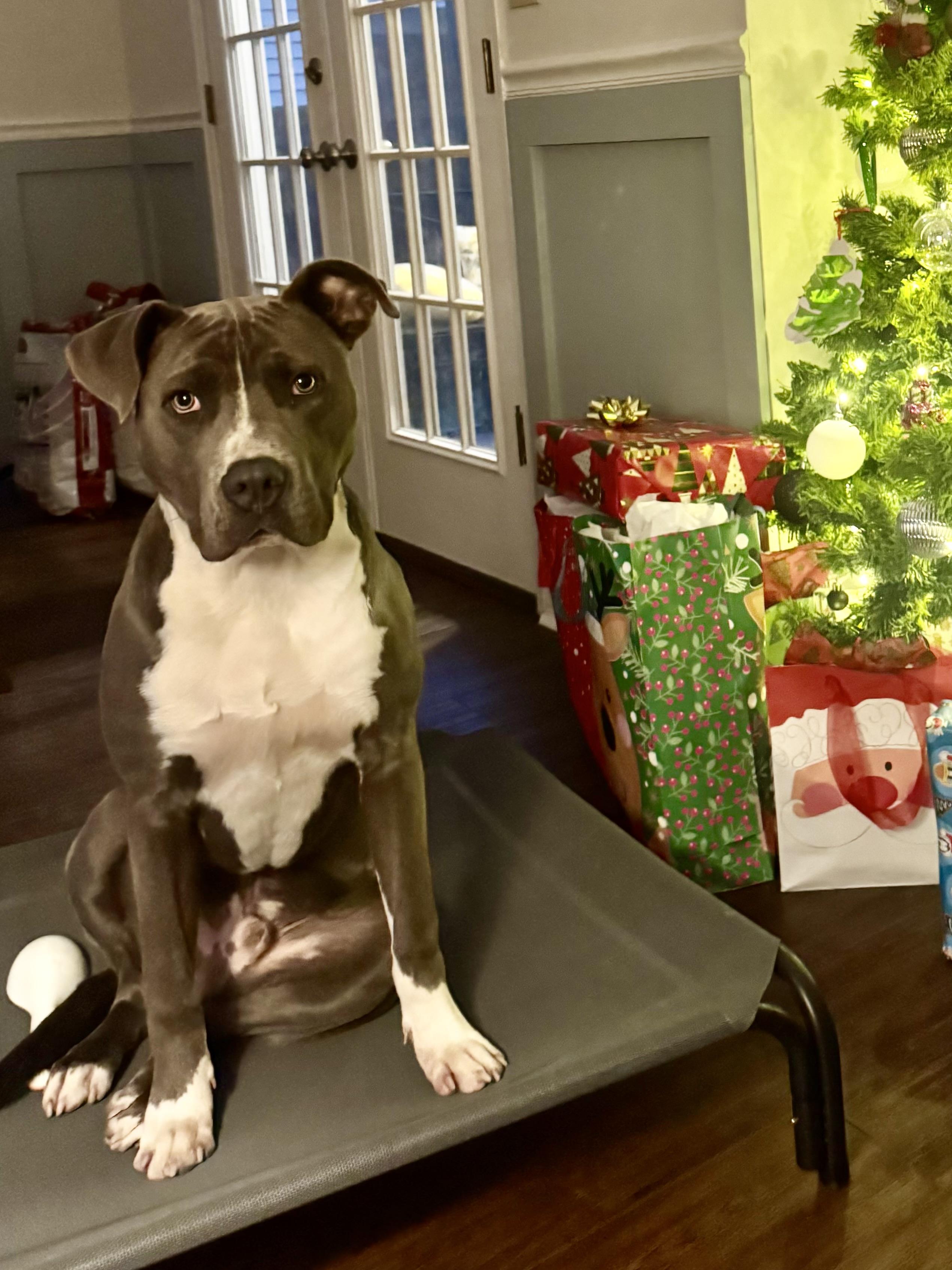 WAVE…..BIG, BEAUTIFUL, SWEET, PLAYFUL!, a Adoptable mixed breed in Cantonment, FL image 2/6