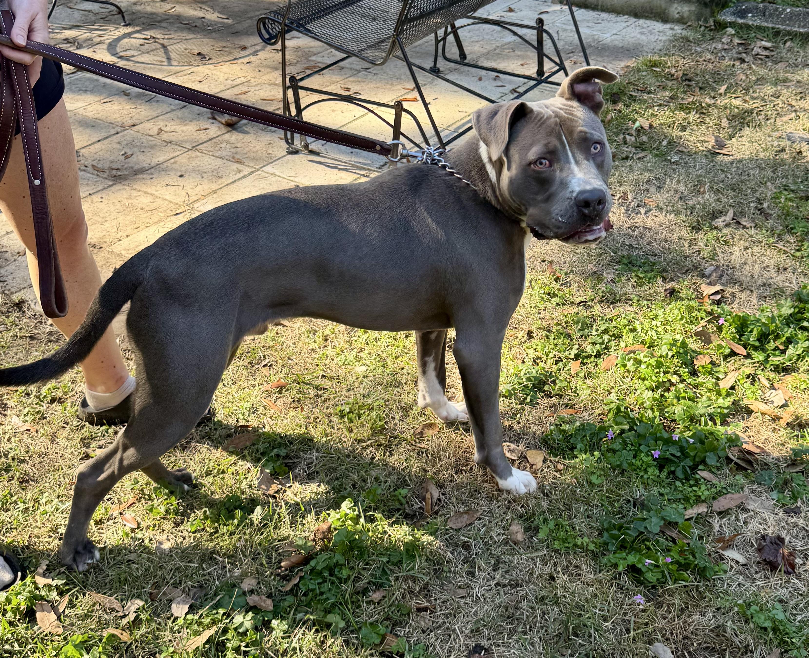 WAVE…..BIG, BEAUTIFUL, SWEET, PLAYFUL!, a Adoptable mixed breed in Cantonment, FL image 4/6