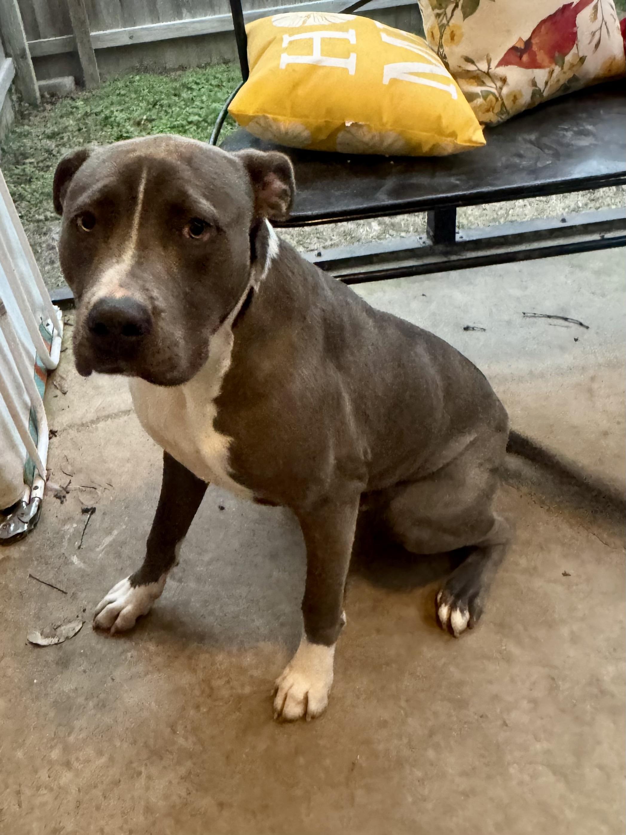 WAVE…..BIG, BEAUTIFUL, SWEET, PLAYFUL!, Adoptable, Adult Male Pit Bull Terrier & American Bulldog.