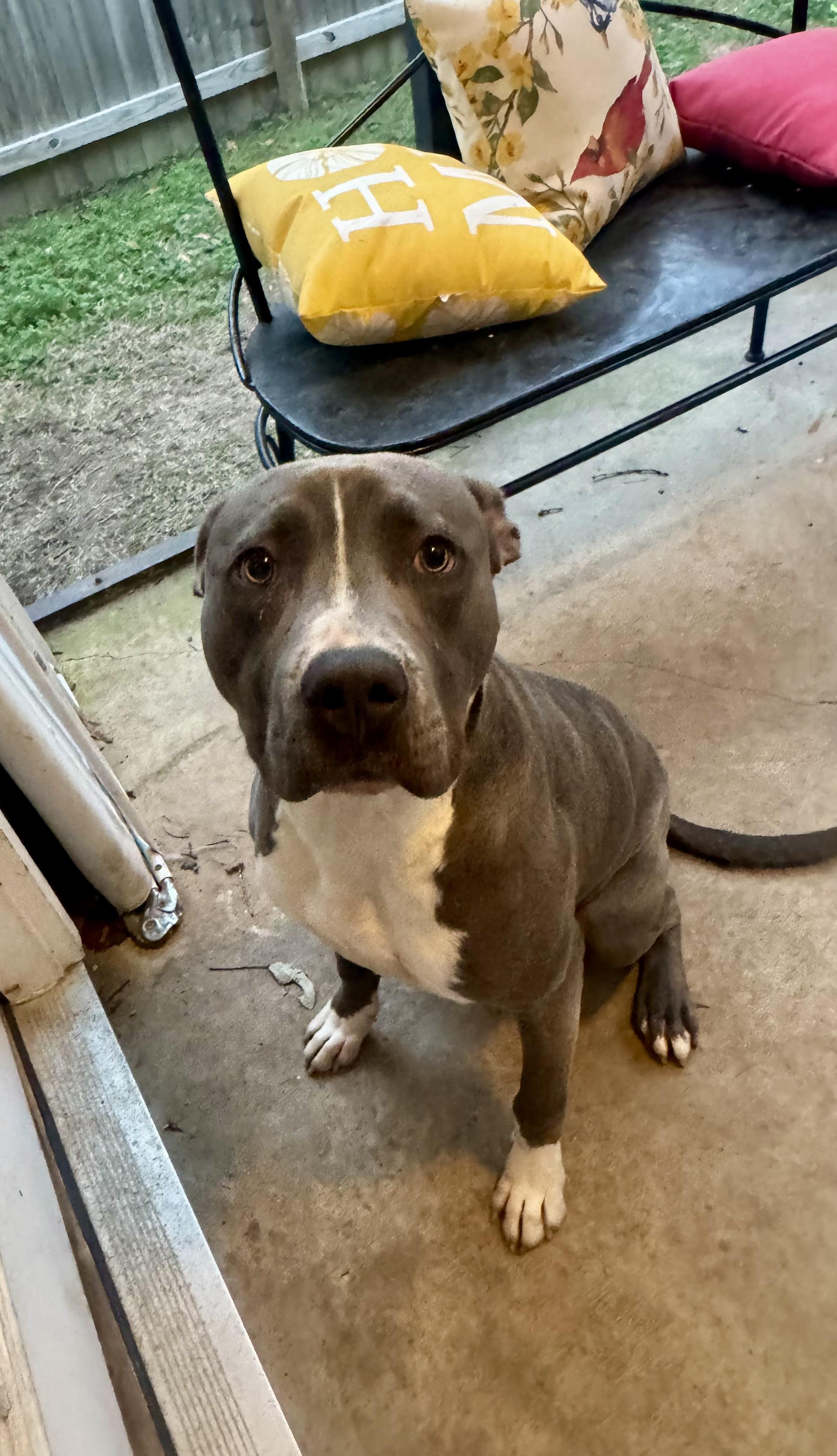 WAVE…..BIG, BEAUTIFUL, SWEET, PLAYFUL!, a Adoptable mixed breed in Cantonment, FL image 5/6