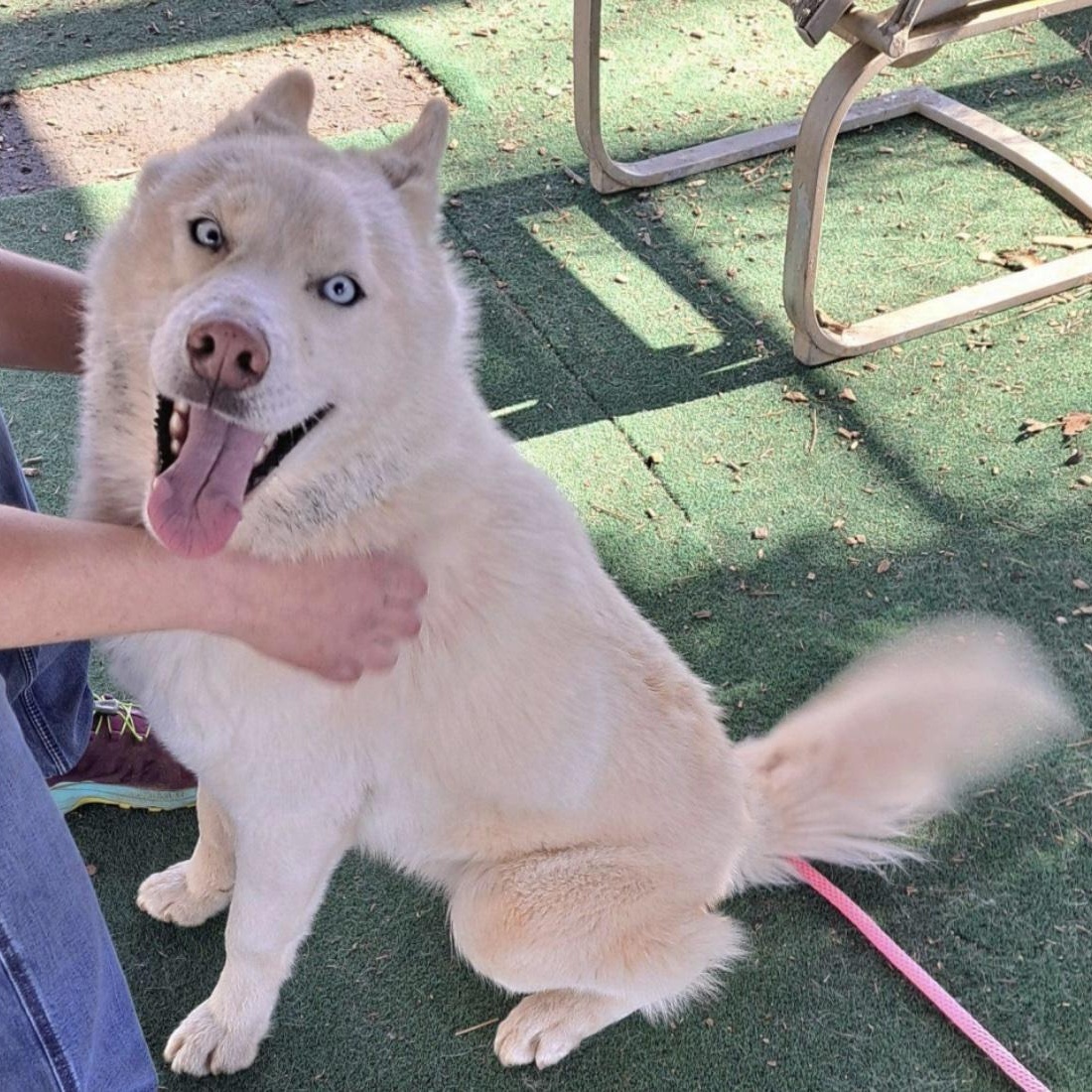Enlarge Chad, a ADOPTABLE mixed breed in Cedarburg, WI image 2/6
