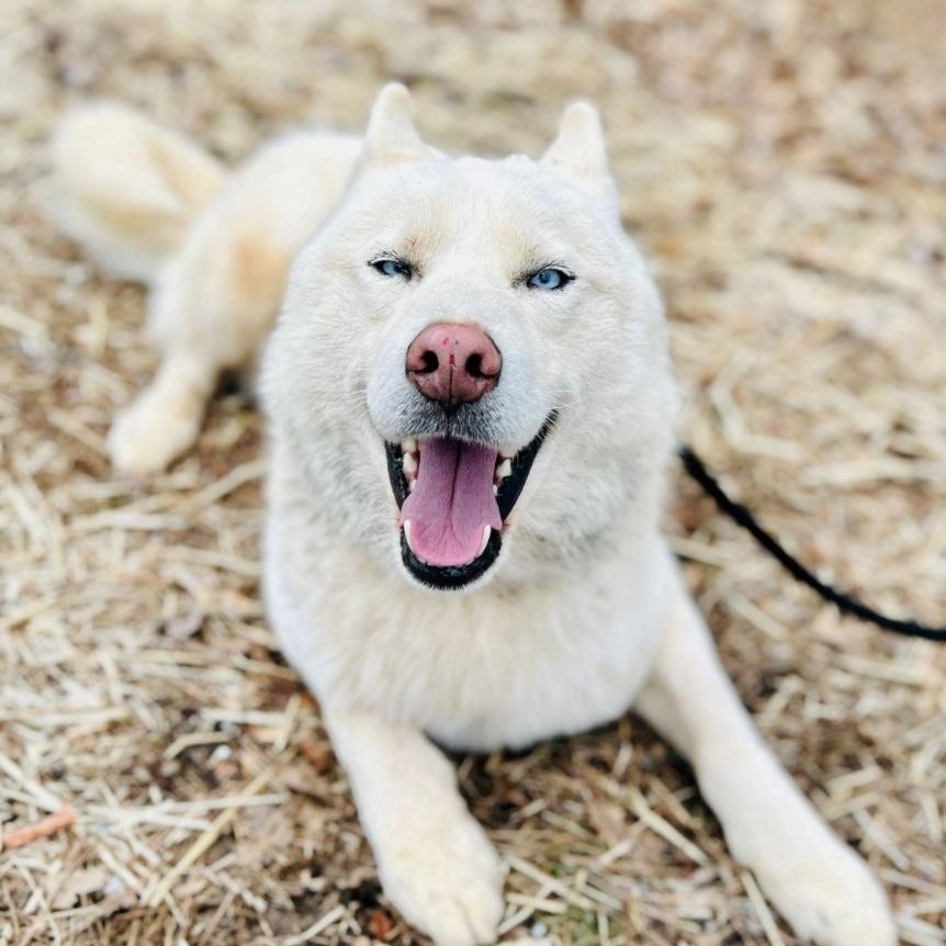 Enlarge Chad, a ADOPTABLE mixed breed in Cedarburg, WI image 1/6