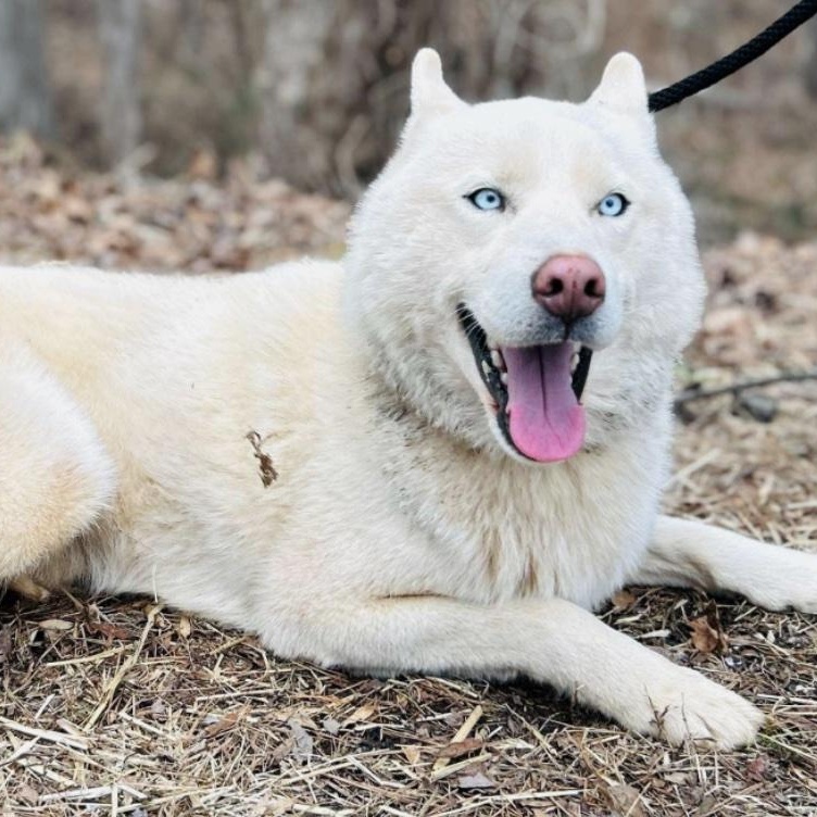 Enlarge Chad, a ADOPTABLE mixed breed in Cedarburg, WI image 6/6