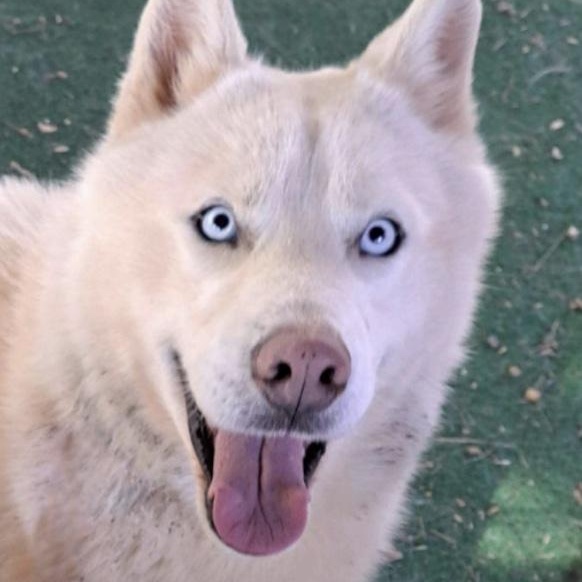 Enlarge Chad, a ADOPTABLE mixed breed in Cedarburg, WI image 3/6