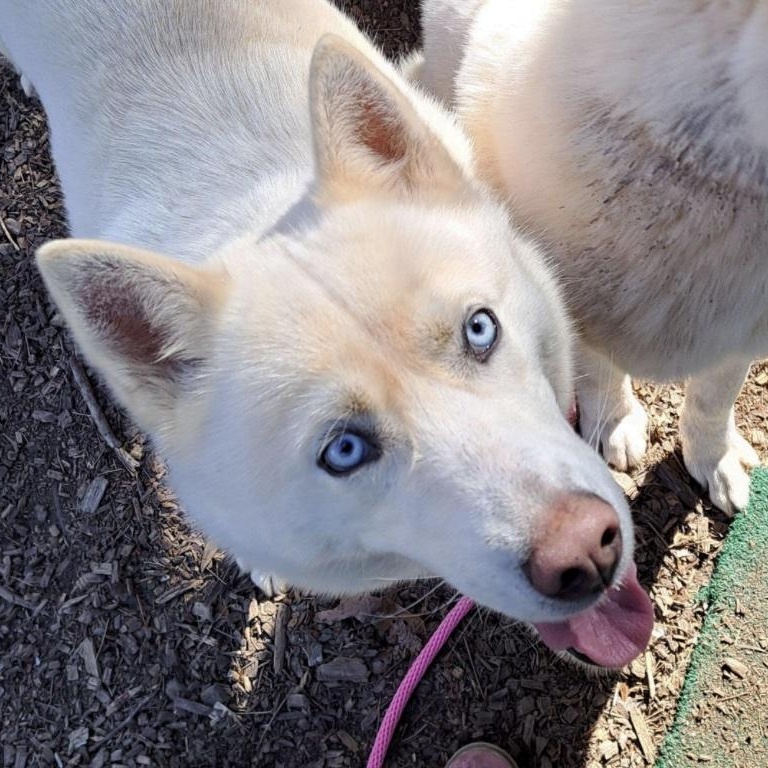 Enlarge Chad, a ADOPTABLE mixed breed in Cedarburg, WI image 5/6